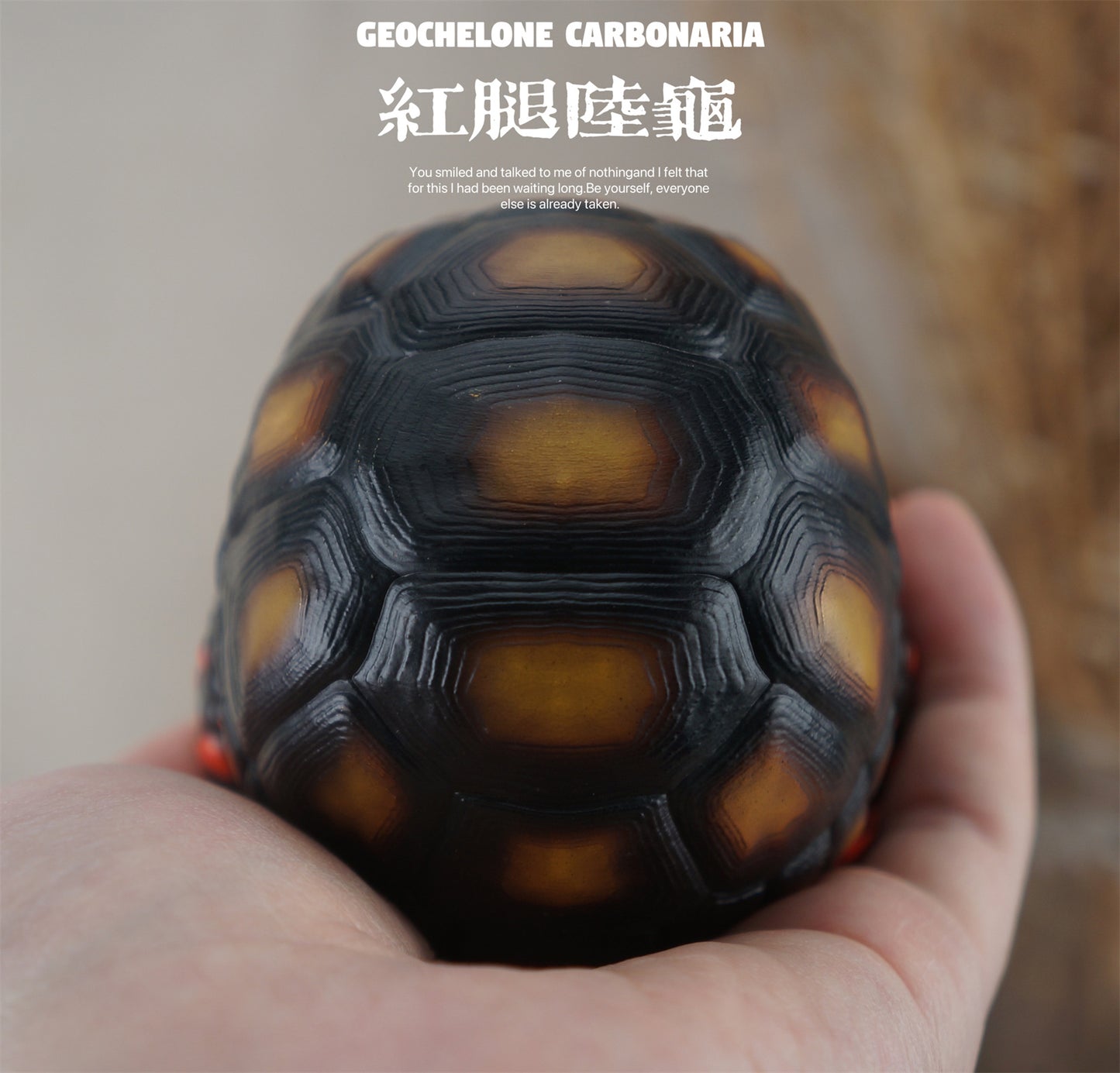 博物志 アカアシガメ ガラパゴスゾウガメ リクガメ 7-11CM級 樹脂 フィギュア 亀好き 爬虫綱 亀 動物 プラモデル おもちゃ 模型