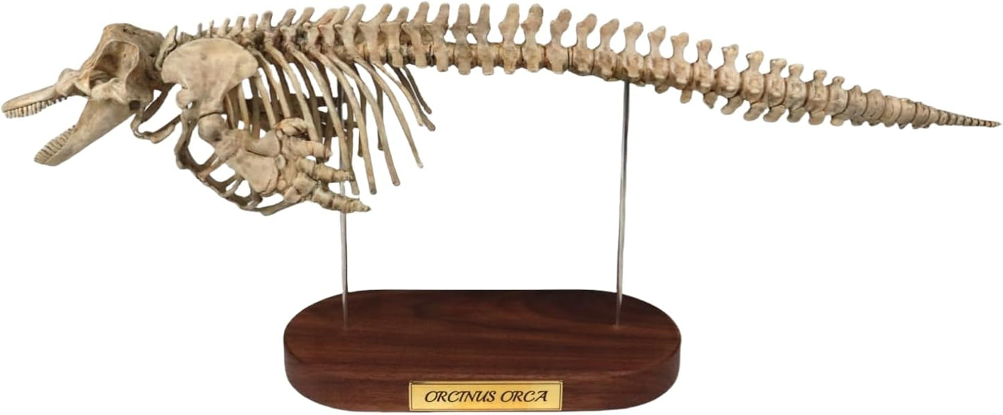 菊石 1/18 サイズ シャチ 骨格 フィギュア 鯨偶蹄目 マイルカ科 動物 台座付き 50cm級 樹脂 模型 リアル 大人のおもちゃ プラモデル おもちゃ