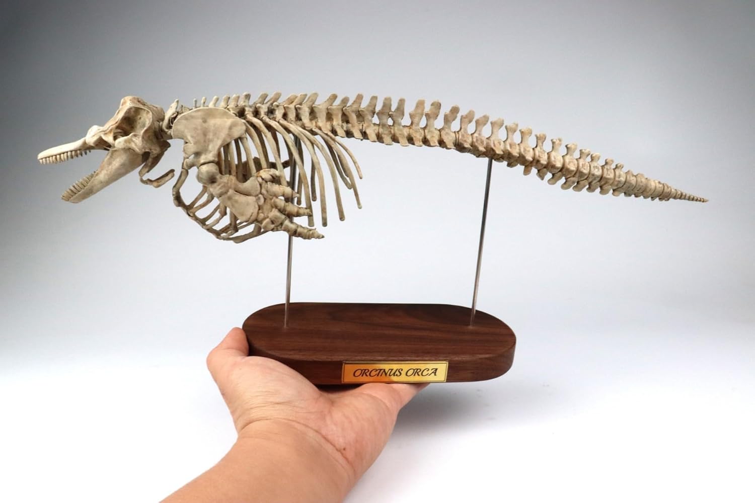 菊石 1/18 サイズ シャチ 骨格 フィギュア 鯨偶蹄目 マイルカ科 動物 台座付き 50cm級 樹脂 模型 リアル 大人のおもちゃ プラモデル おもちゃ