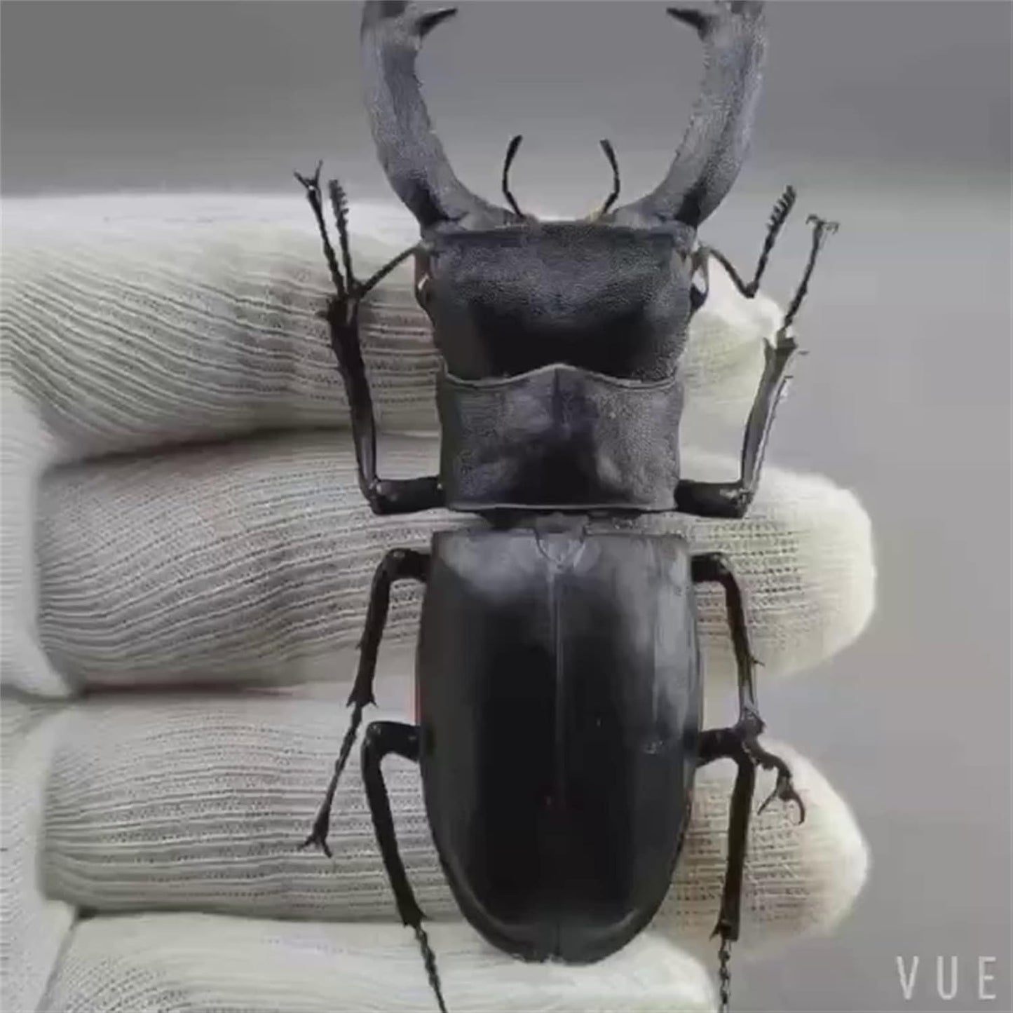 涅槃 1/1 サイズ マンディブラリスフタマタクワガタ クワガタムシ フィギュア 冷蔵庫貼り 磁気飾り物 マグネット樹脂 模型