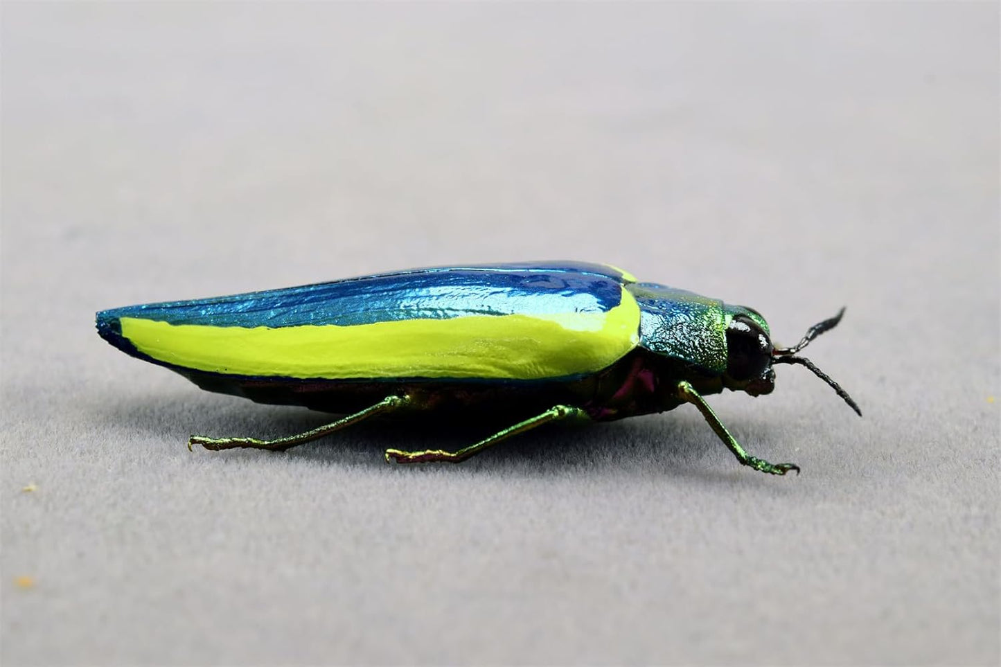 涅槃 キベリルリタマムシ フィギュア 甲虫目 冷蔵庫貼り 磁気飾り物 マグネット リアル 成虫 図鑑 昆虫 甲虫 樹脂 大人安心 プラモ おもちゃ 模型 完成品