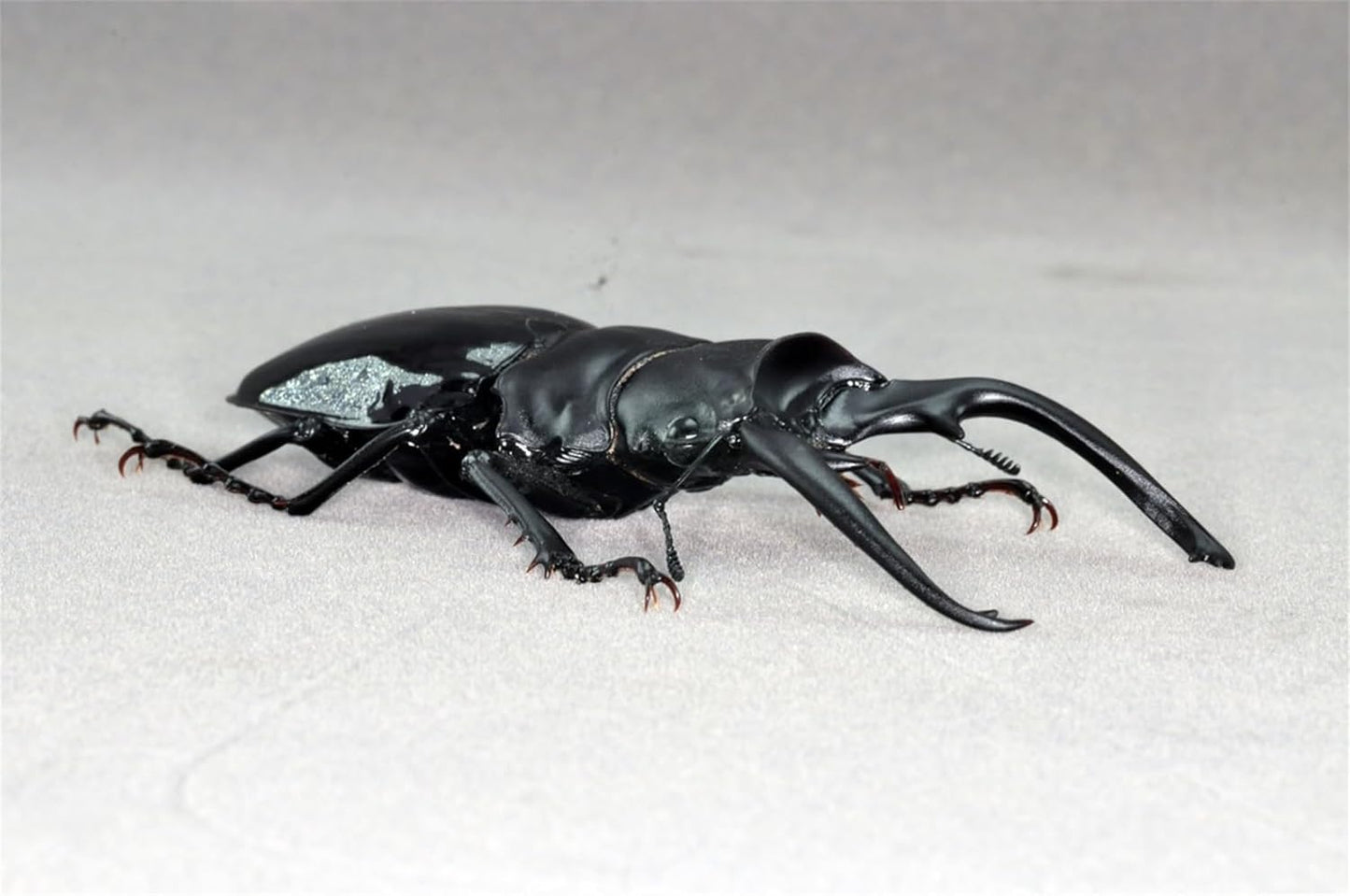 涅槃 1/1 サイズ インターメディアツヤクワガタ フィギュア 冷蔵庫貼り 磁気飾り物 マグネット 樹脂 模型