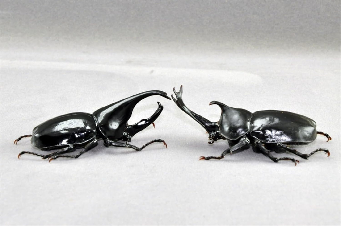 涅槃 1/1 サイズ スマトラギデオン フィギュア 冷蔵庫貼り 磁気飾り物 マグネット樹脂 模型