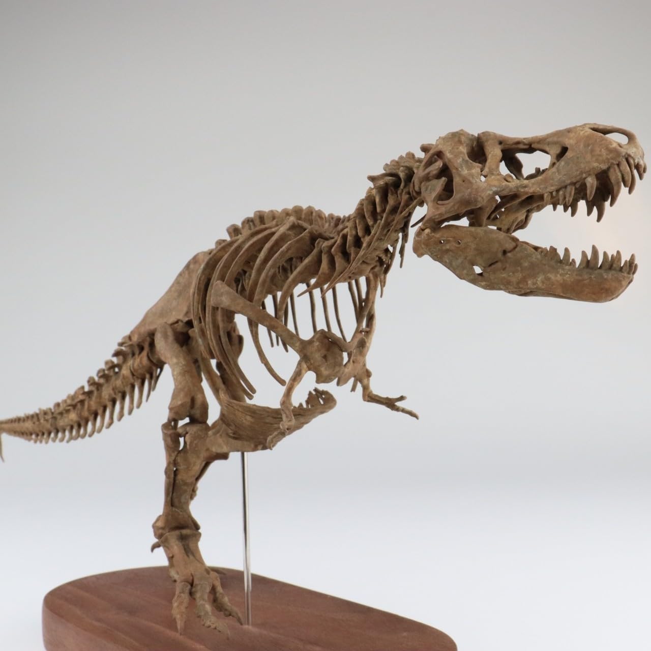 菊石 1/35 サイズ T-REX ティラノサウルス 骨格 恐竜 フィギュア 台座付き 34cm級 復元 樹脂 模型 リアル 大人のおもちゃ プラモデル おもちゃ