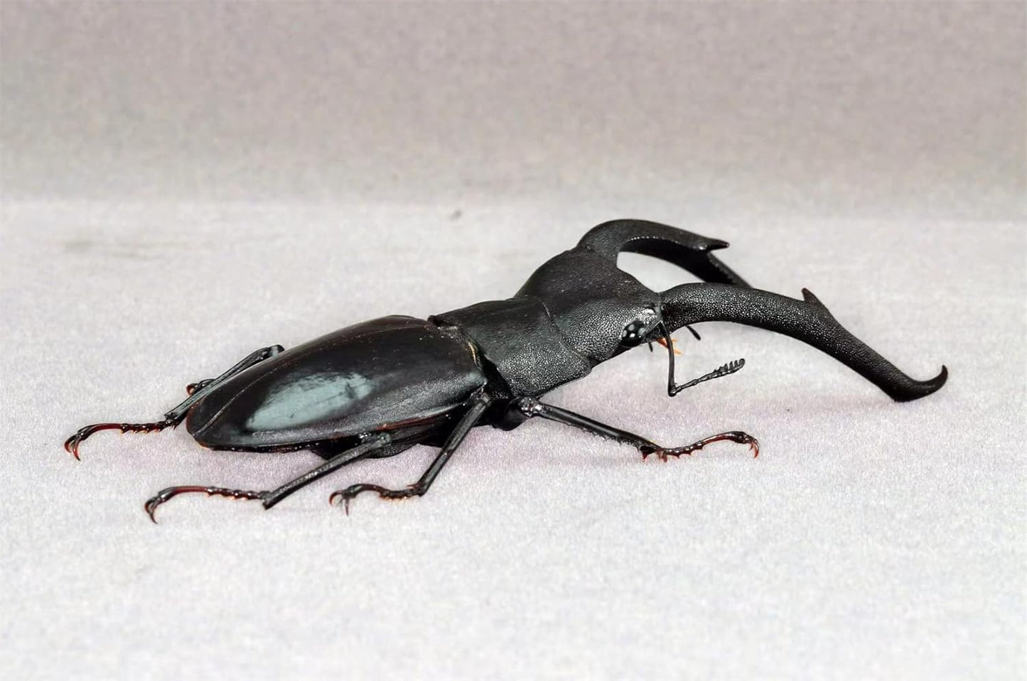 涅槃 1/1 サイズ マンディブラリスフタマタクワガタ クワガタムシ フィギュア 冷蔵庫貼り 磁気飾り物 マグネット樹脂 模型