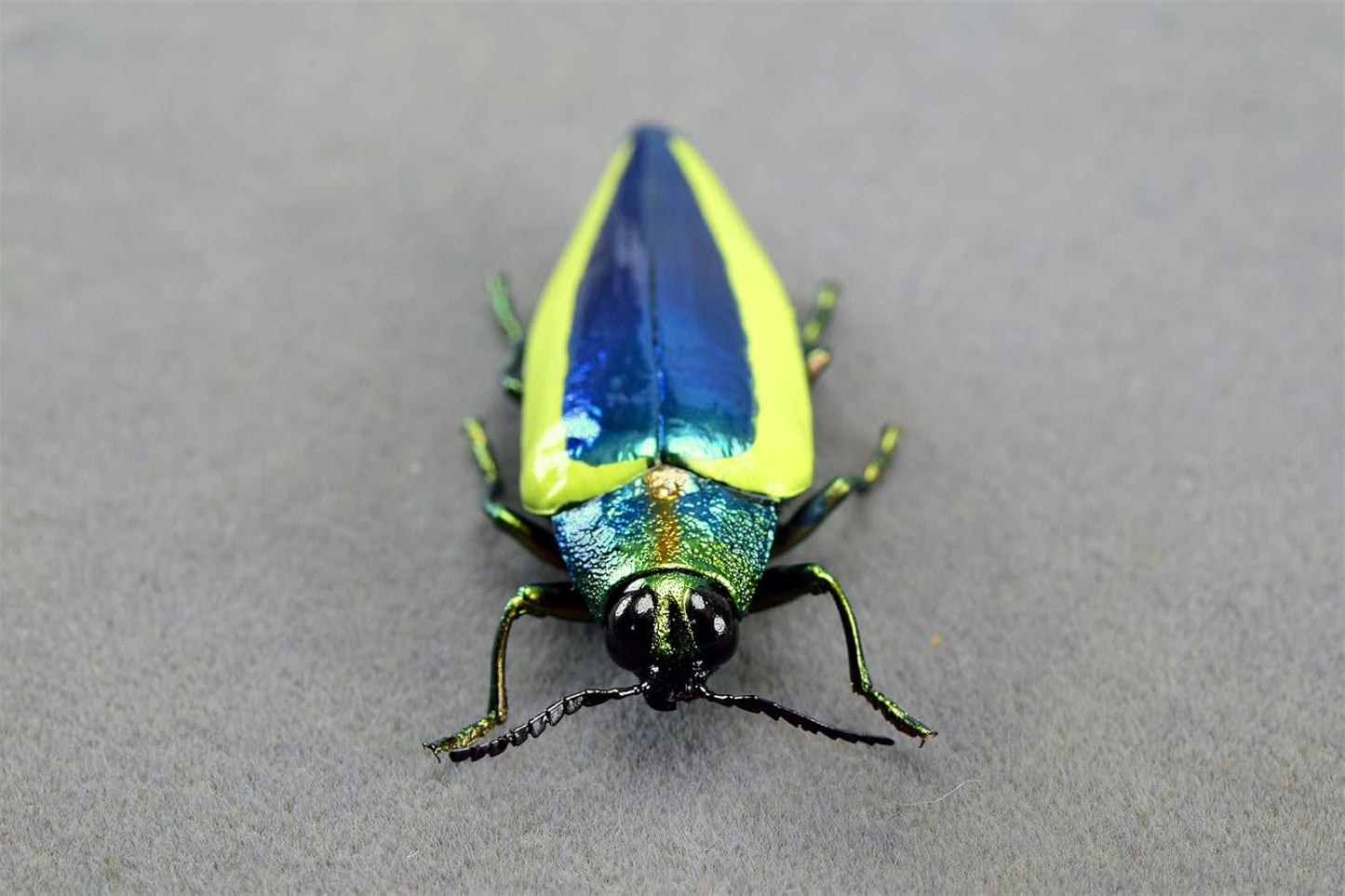 涅槃 キベリルリタマムシ フィギュア 甲虫目 冷蔵庫貼り 磁気飾り物 マグネット リアル 成虫 図鑑 昆虫 甲虫 樹脂 大人安心 プラモ おもちゃ 模型 完成品