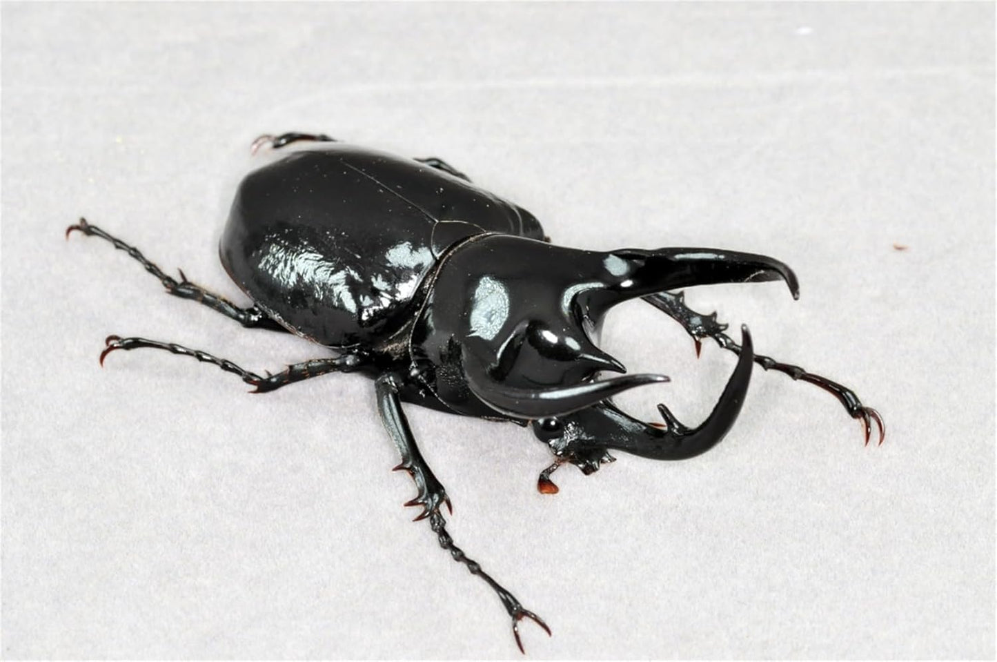 涅槃 1/1 サイズ アトラスオオカブト フィギュア 冷蔵庫貼り 磁気飾り物 マグネット 樹脂 模型
