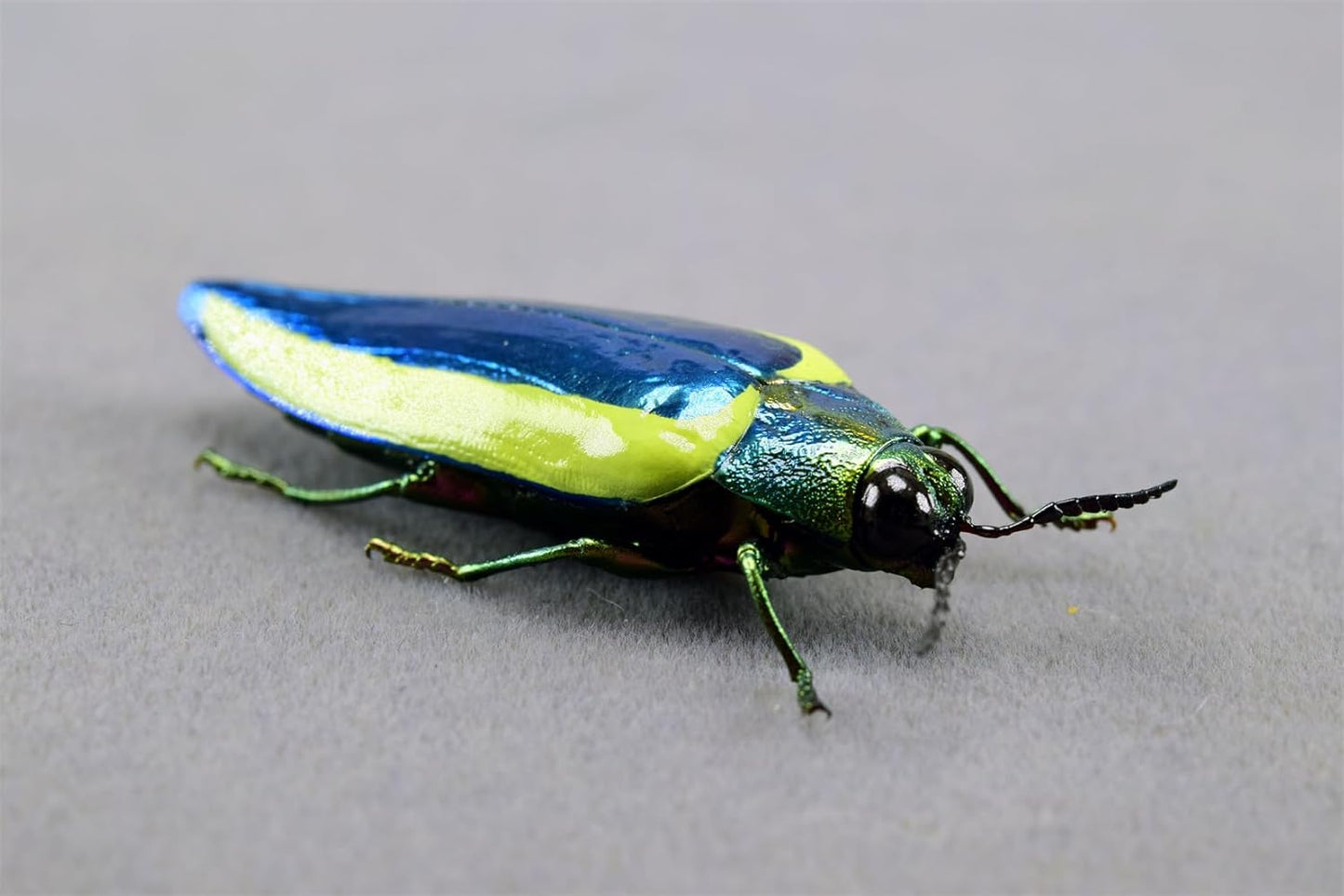 涅槃 キベリルリタマムシ フィギュア 甲虫目 冷蔵庫貼り 磁気飾り物 マグネット リアル 成虫 図鑑 昆虫 甲虫 樹脂 大人安心 プラモ おもちゃ 模型 完成品
