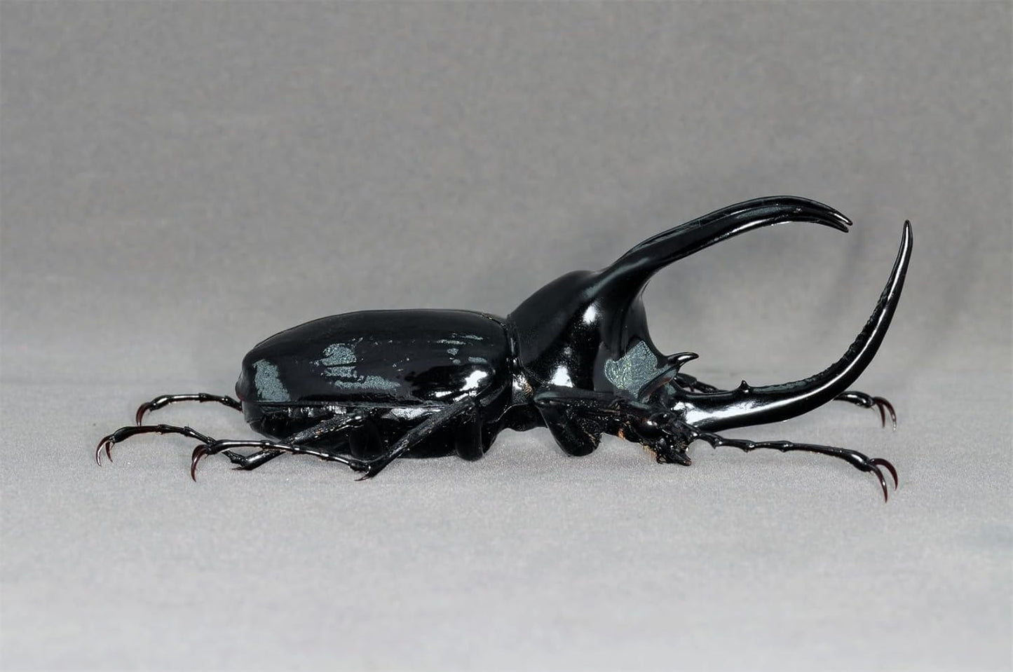 涅槃 モーレンカンプオオカブト フィギュア カブトムシ 冷蔵庫貼り 磁気飾り物 マグネット樹脂 模型