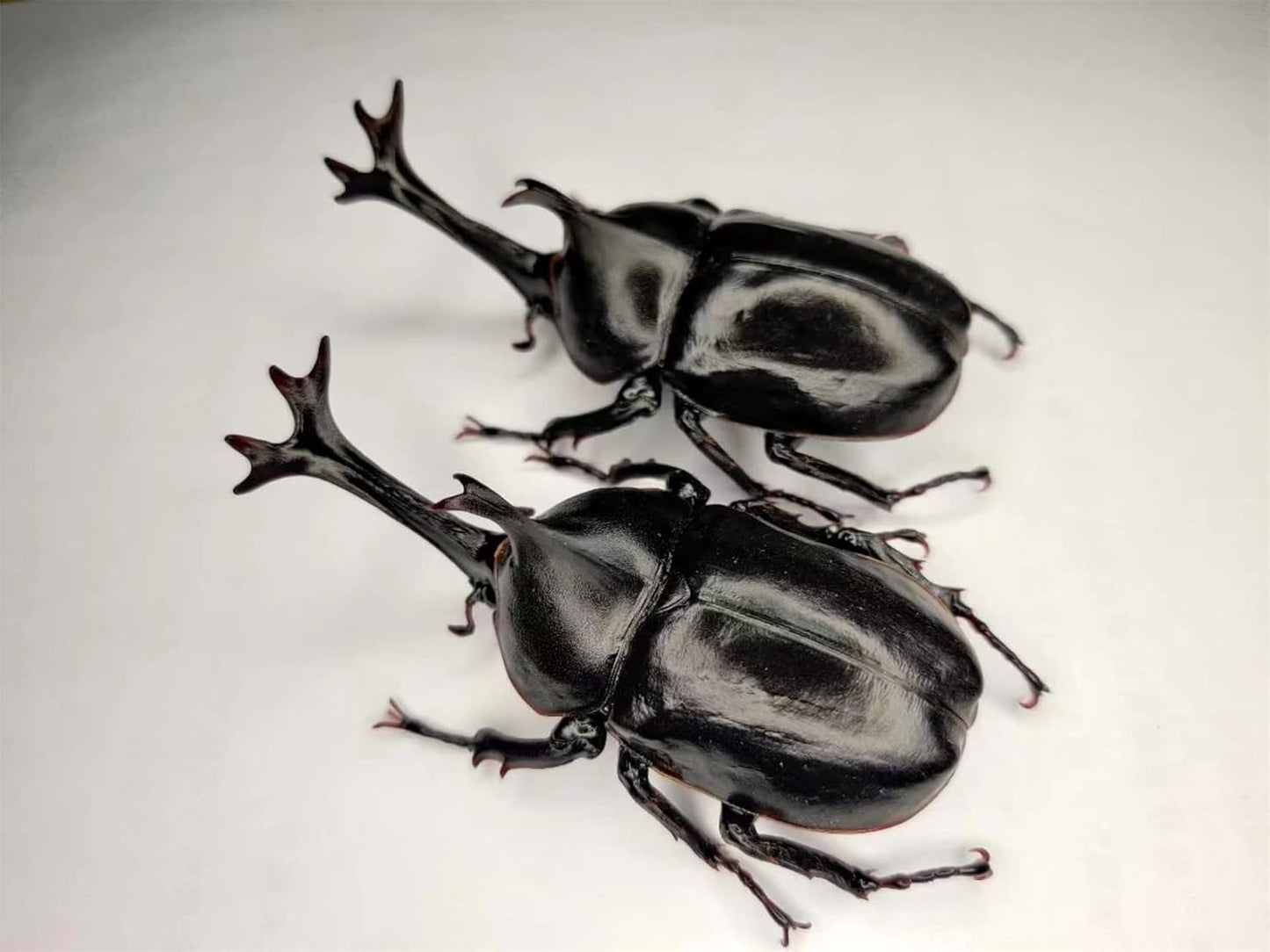 涅槃 カブトムシ フィギュア 冷蔵庫貼り 磁気飾り物 マグネット