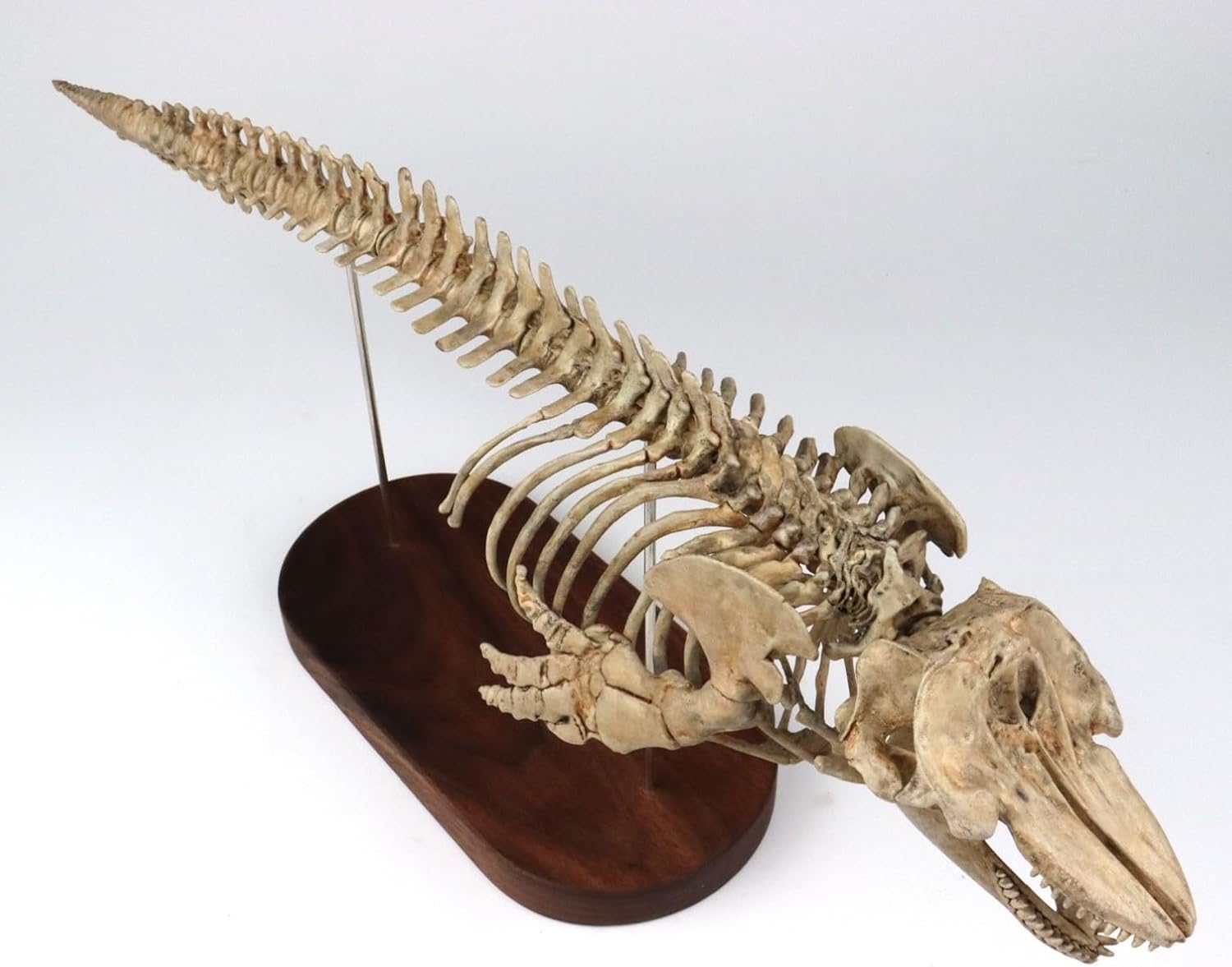 菊石 1/18 サイズ シャチ 骨格 フィギュア 鯨偶蹄目 マイルカ科 動物 台座付き 50cm級 樹脂 模型 リアル 大人のおもちゃ プラモデル おもちゃ