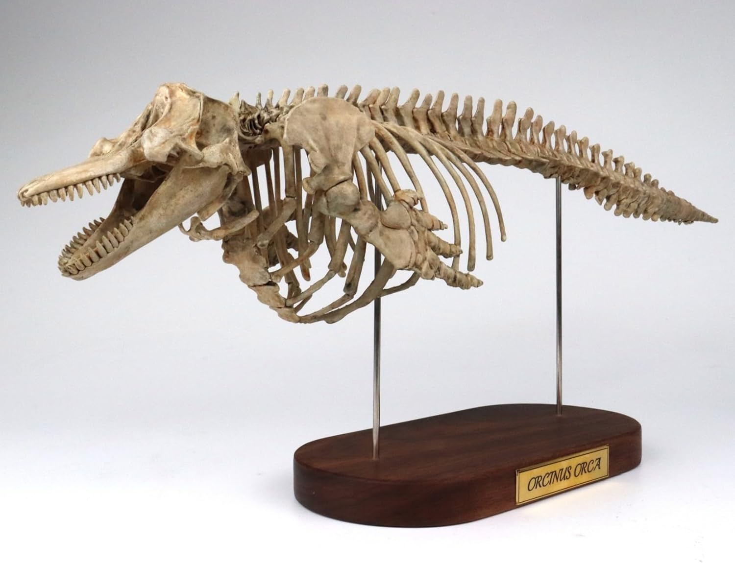 菊石 1/18 サイズ シャチ 骨格 フィギュア 鯨偶蹄目 マイルカ科 動物 台座付き 50cm級 樹脂 模型 リアル 大人のおもちゃ プラモデル おもちゃ