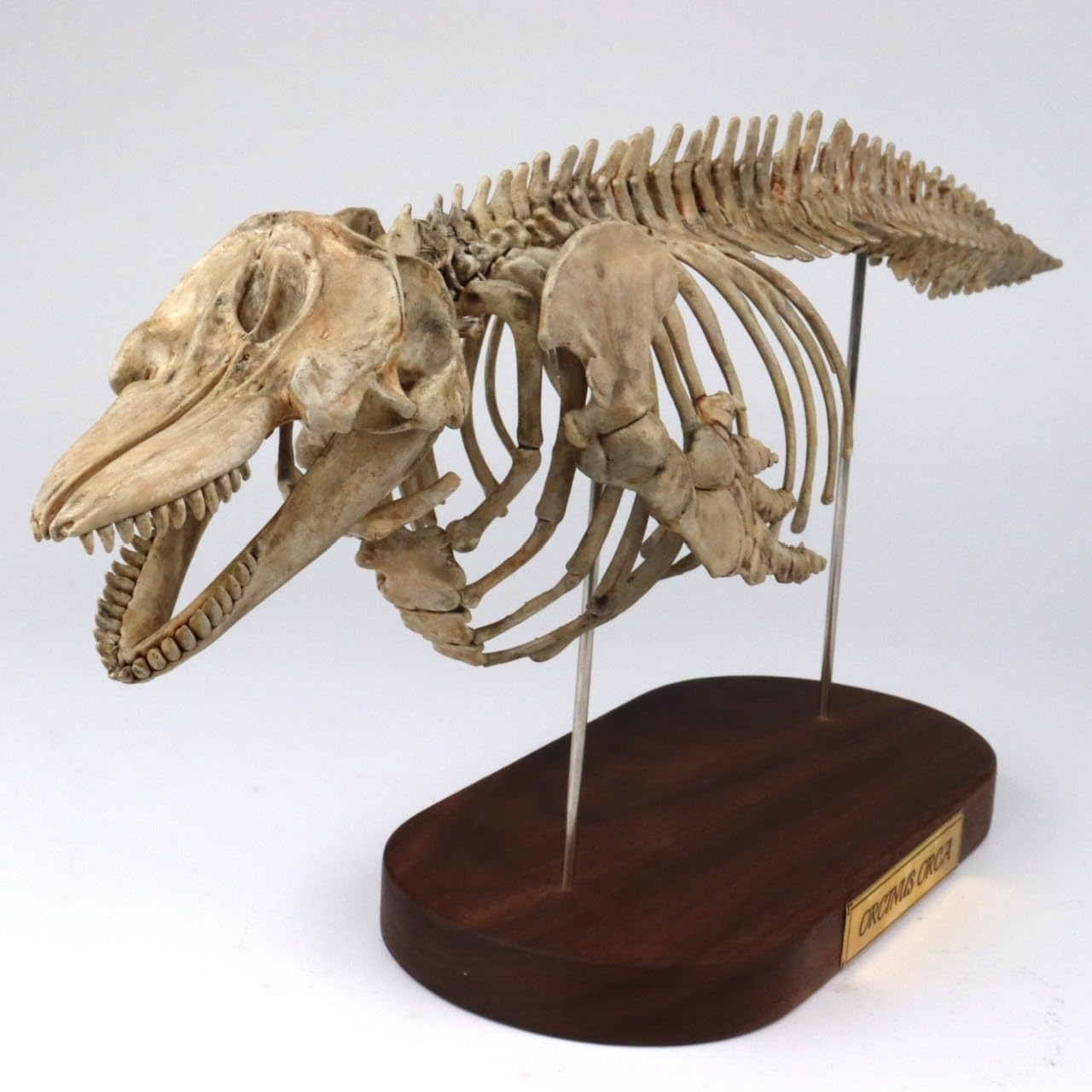 菊石 1/18 サイズ シャチ 骨格 フィギュア 鯨偶蹄目 マイルカ科 動物 台座付き 50cm級 樹脂 模型 リアル 大人のおもちゃ プラモデル おもちゃ