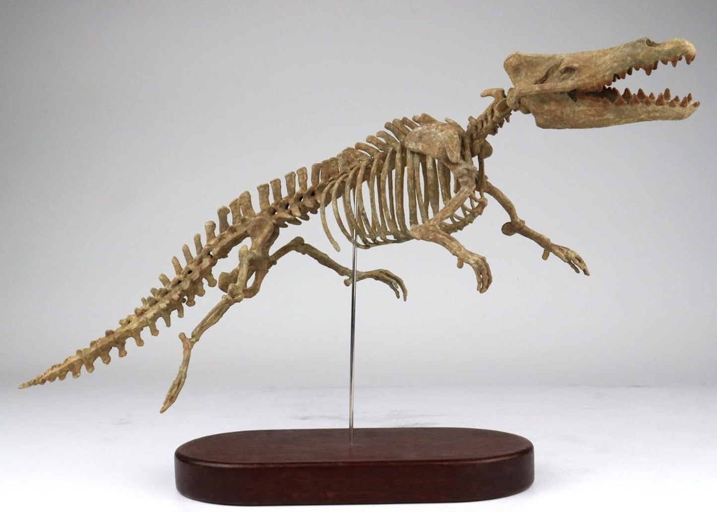 菊石 1/7サイズ アンブロケトゥス 骨格 動物 フィギュア 35cm級 新生代古第三紀始新世 アンブロケトゥス科 動物 樹脂 模型 リアル 大人のおもちゃ プラモデル おもちゃ スタチュー プレミアム 塗装済 完成品