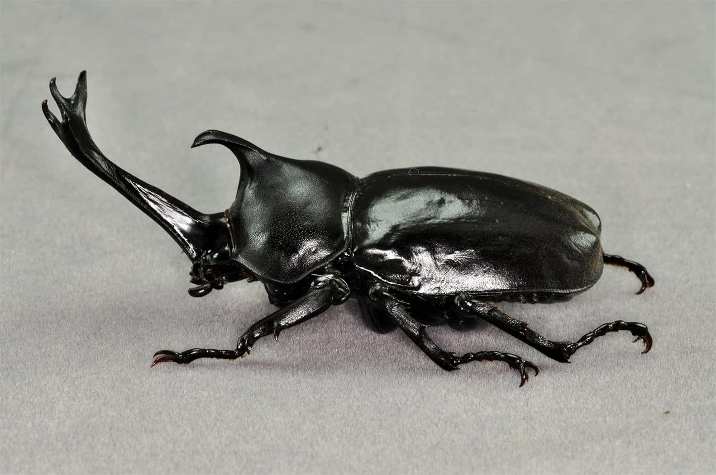 涅槃 カブトムシ フィギュア 冷蔵庫貼り 磁気飾り物 マグネット