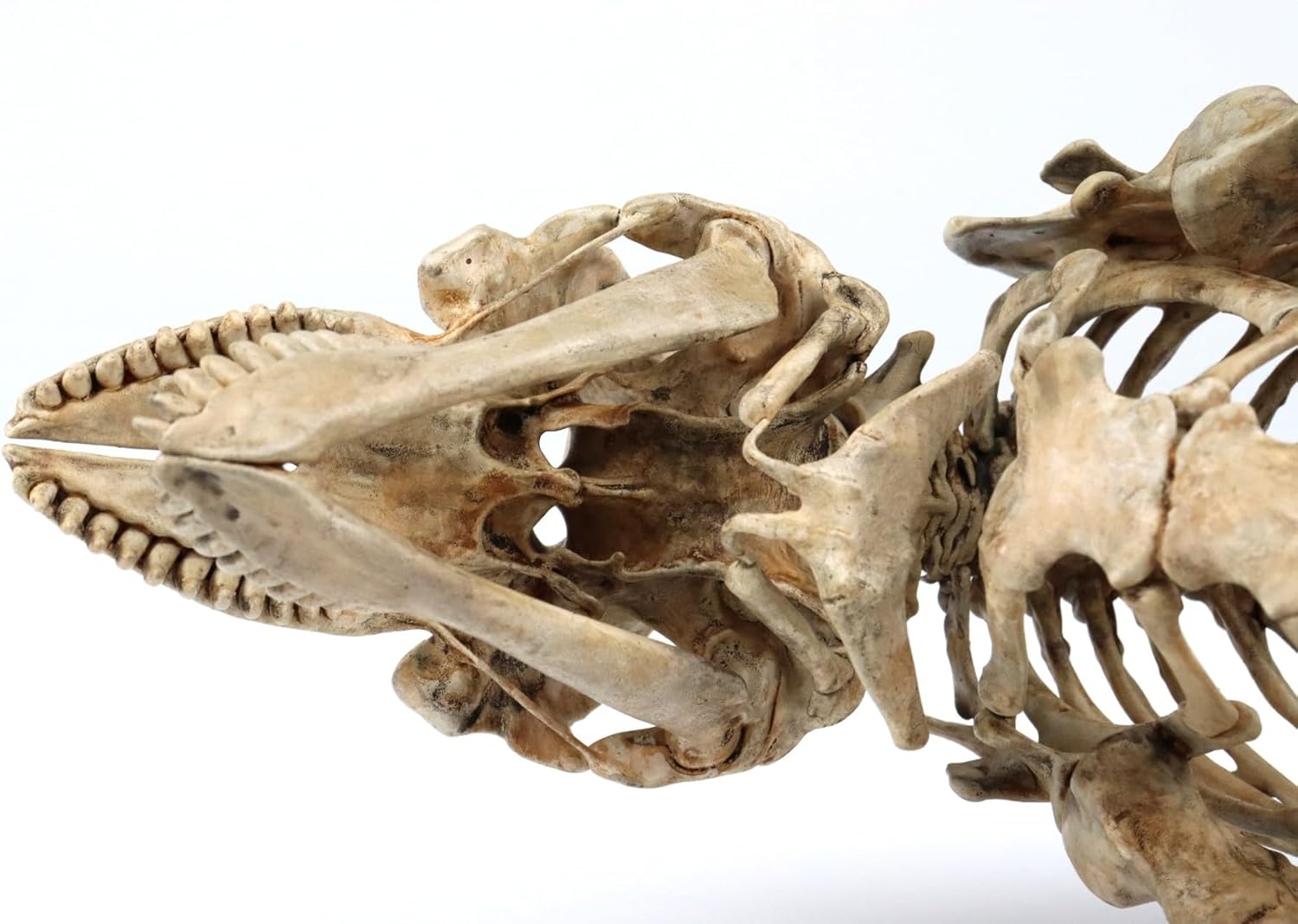 菊石 1/18 サイズ シャチ 骨格 フィギュア 鯨偶蹄目 マイルカ科 動物 台座付き 50cm級 樹脂 模型 リアル 大人のおもちゃ プラモデル おもちゃ