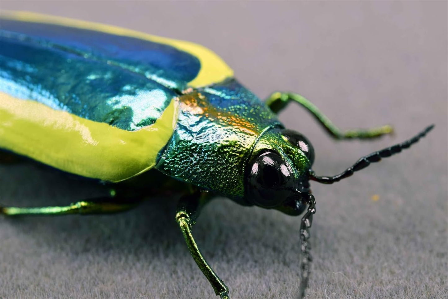 涅槃 キベリルリタマムシ フィギュア 甲虫目 冷蔵庫貼り 磁気飾り物 マグネット リアル 成虫 図鑑 昆虫 甲虫 樹脂 大人安心 プラモ おもちゃ 模型 完成品