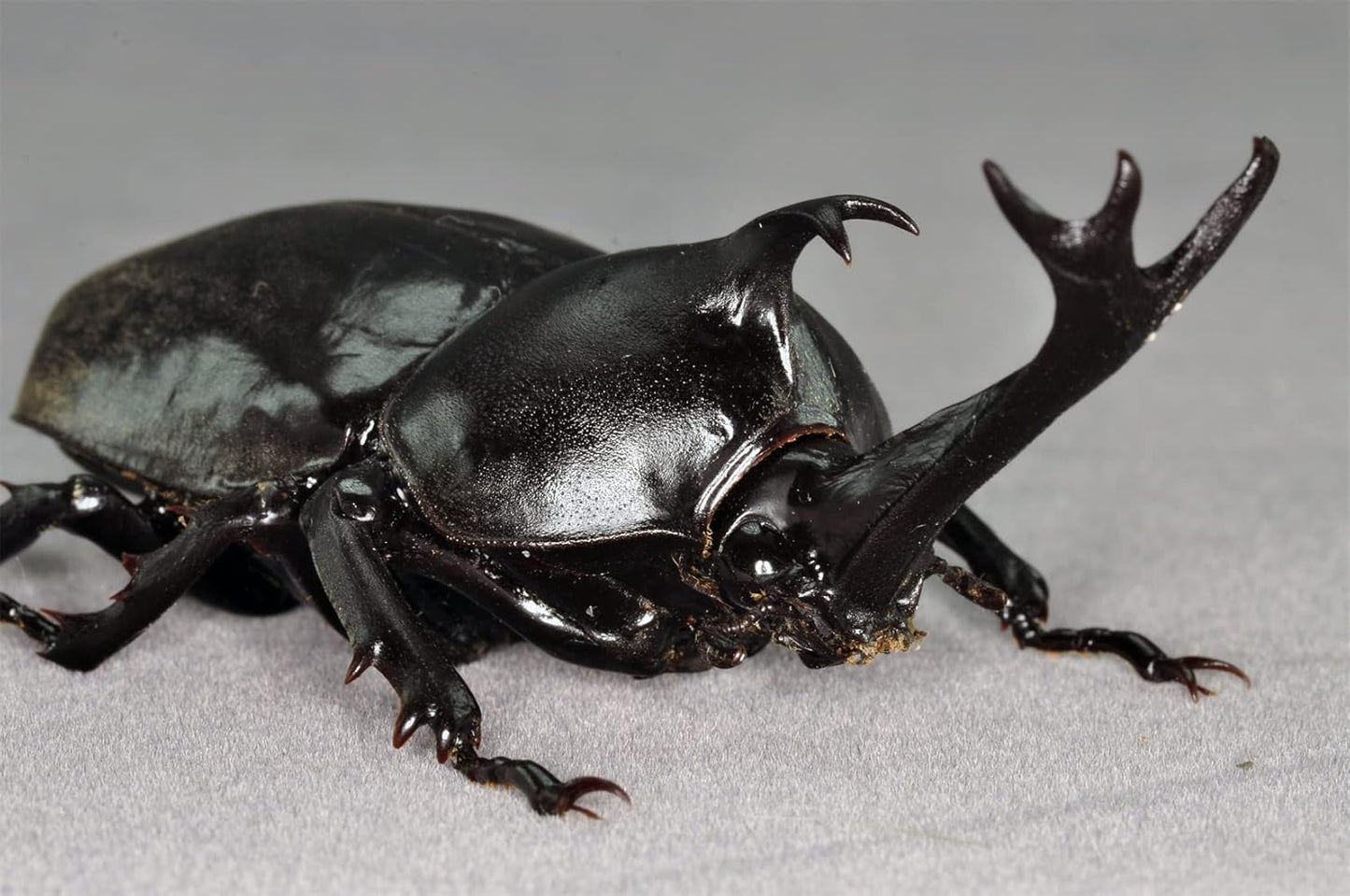 涅槃 カブトムシ フィギュア 冷蔵庫貼り 磁気飾り物 マグネット