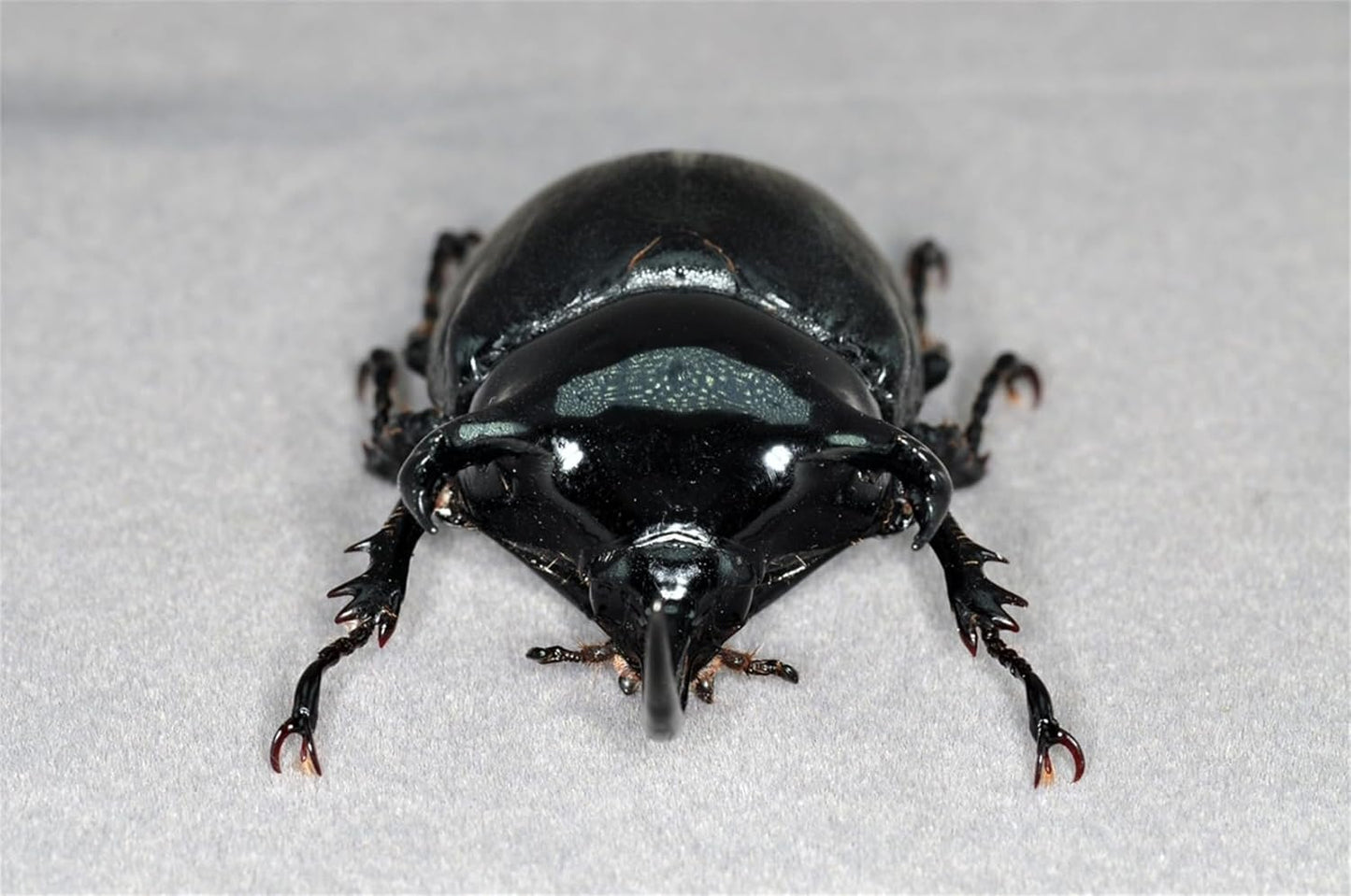 涅槃 パプアサンボンヅノカブ フィギュア 9CM級 冷蔵庫貼り 磁気飾り物 マグネット 樹脂 模型