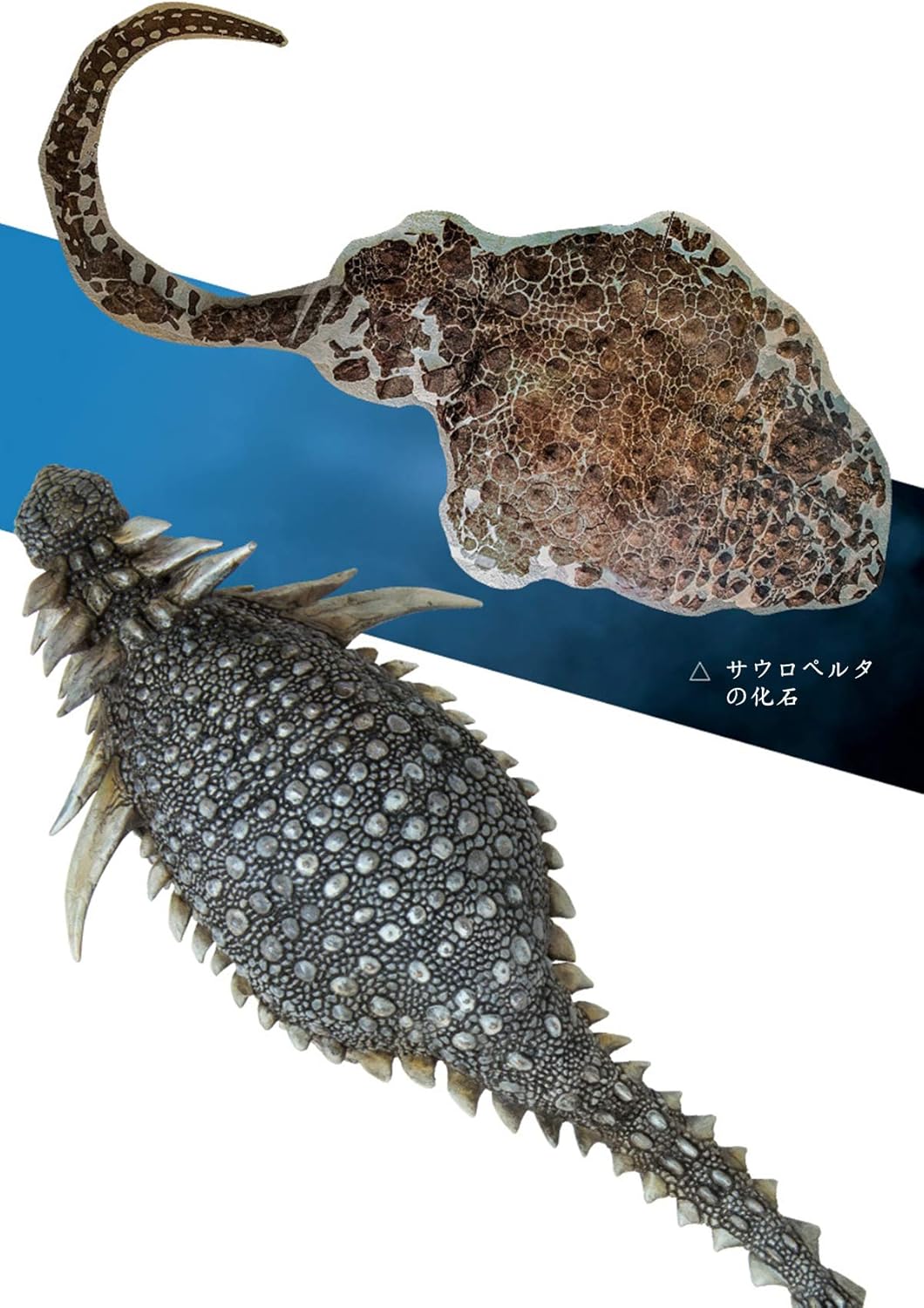 PNSO 成長シリーズ サウロペルタ 恐竜 動物 フィギュア PVC プラモデル おもちゃ 模型 17.3cm級