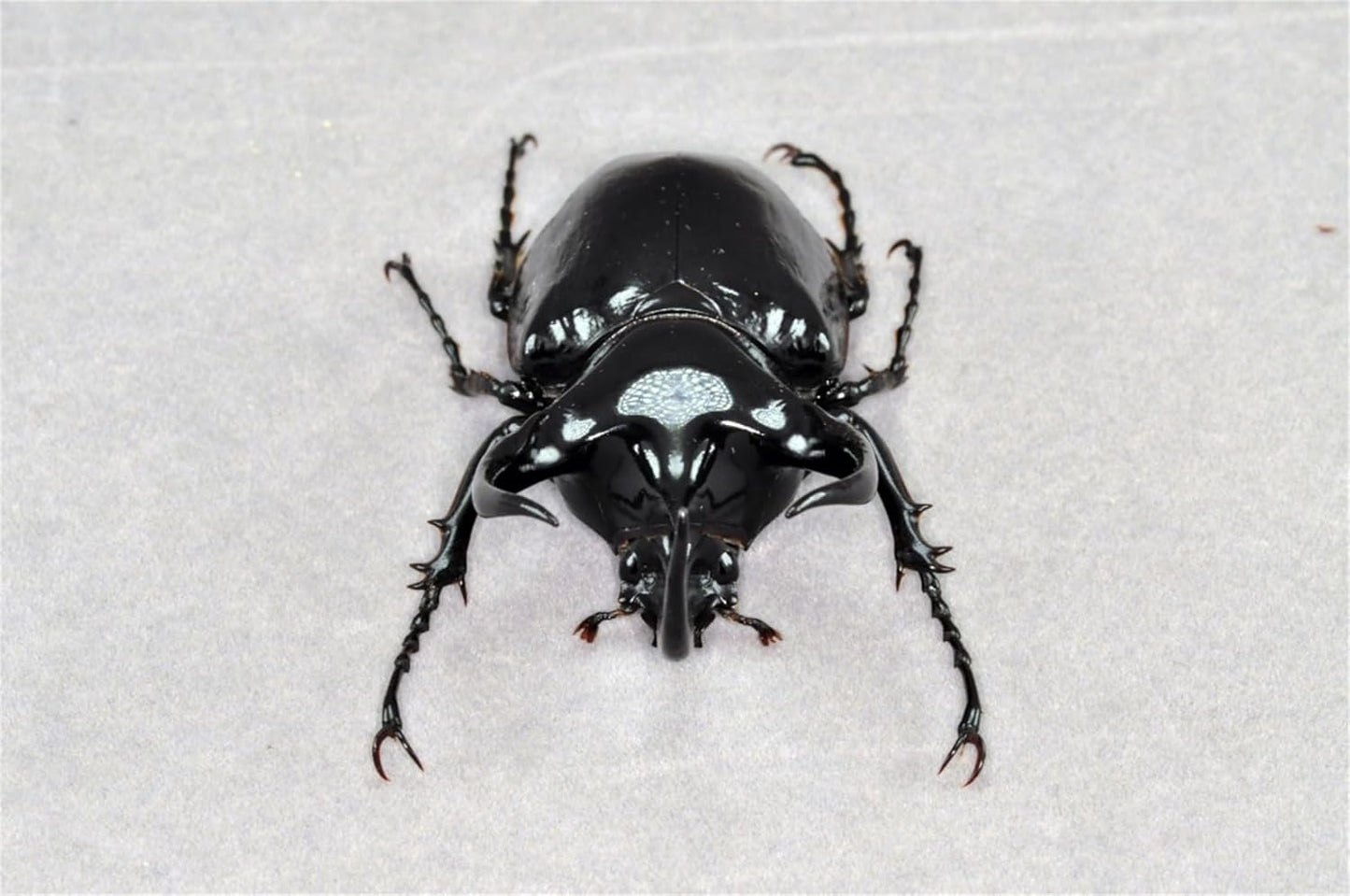 涅槃 1/1 サイズ アトラスオオカブト フィギュア 冷蔵庫貼り 磁気飾り物 マグネット 樹脂 模型