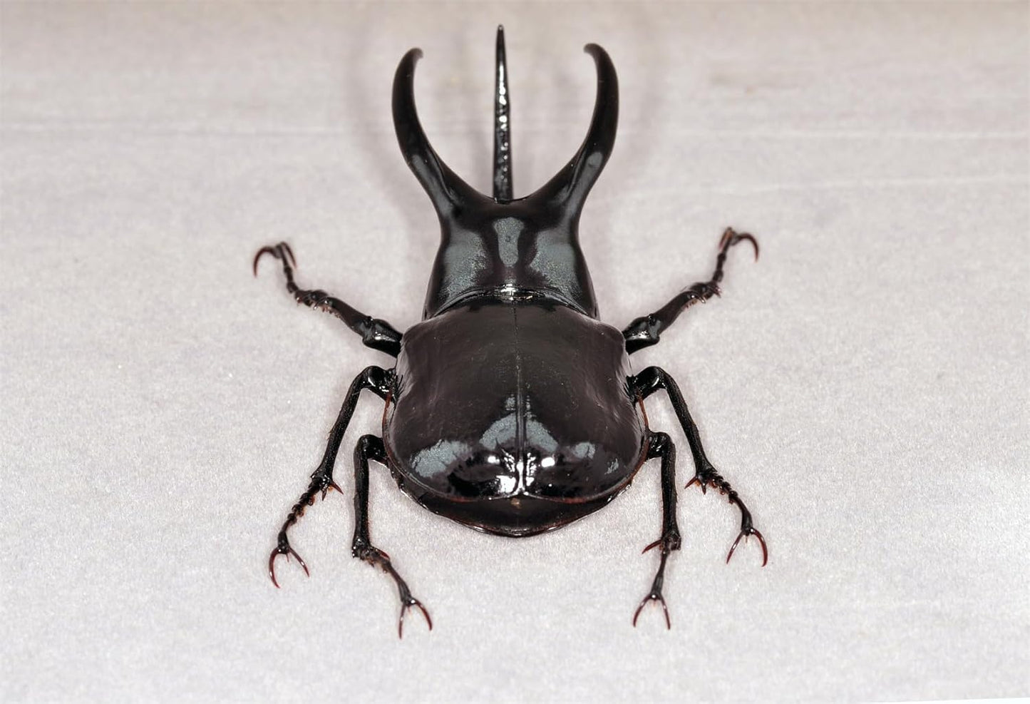 涅槃 モーレンカンプオオカブト フィギュア カブトムシ 冷蔵庫貼り 磁気飾り物 マグネット樹脂 模型