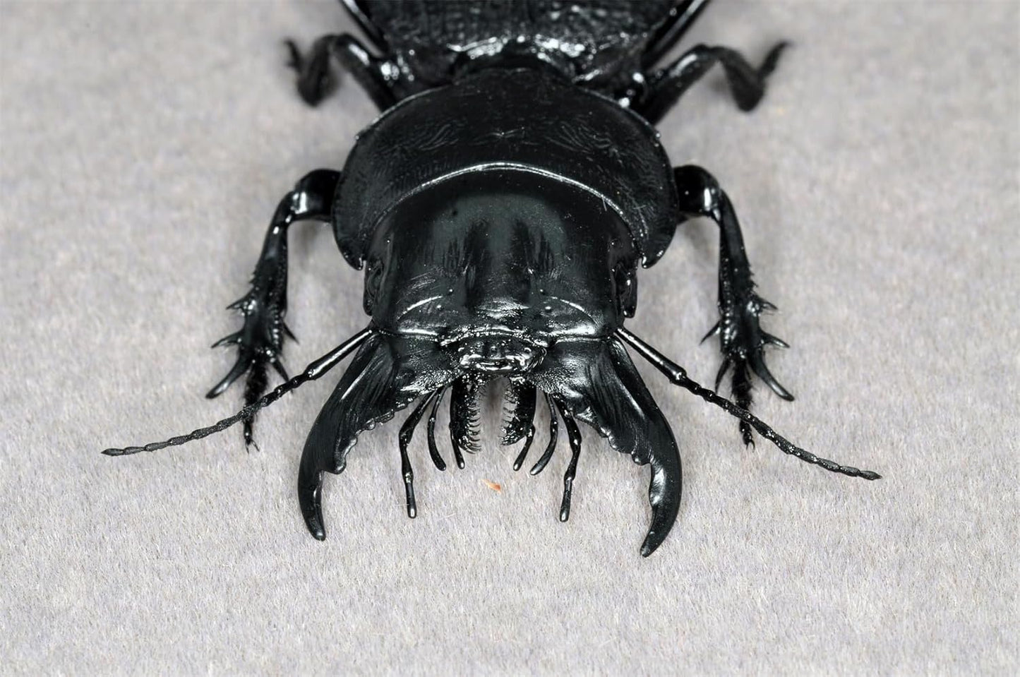 涅槃 マダガスカルオオヒョウタンゴミムシ フィギュア ヒョウタンゴミムシ 5.7CM級 冷蔵庫貼り 磁気飾り物 マグネット