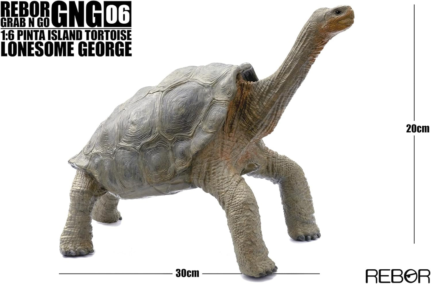 BACALYSO |Rebor GNG06 1/6 サイズ ピンタゾウガメ 30cm級 亀 カメ ロンサム・ジョージ フィギュア ガラパゴスゾウガメ 絶滅動物 模型 置物 インテリア コレクション リアル オリジナル 完成品 オブジェ 贈り物 プレゼント おもちゃ