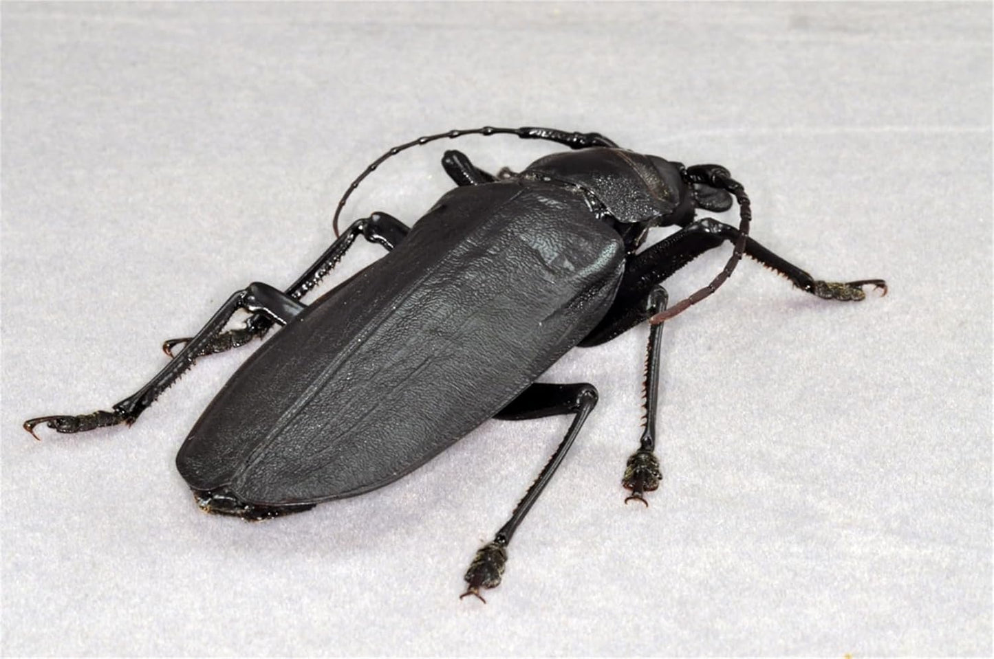 涅槃 タイタンオオウスバカミキリ フィギュア 12CM級 冷蔵庫貼り 磁気飾り物 マグネット 樹脂 模型