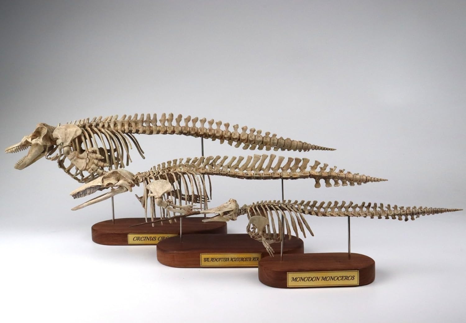 菊石 1/18 サイズ シャチ 骨格 フィギュア 鯨偶蹄目 マイルカ科 動物 台座付き 50cm級 樹脂 模型 リアル 大人のおもちゃ プラモデル おもちゃ