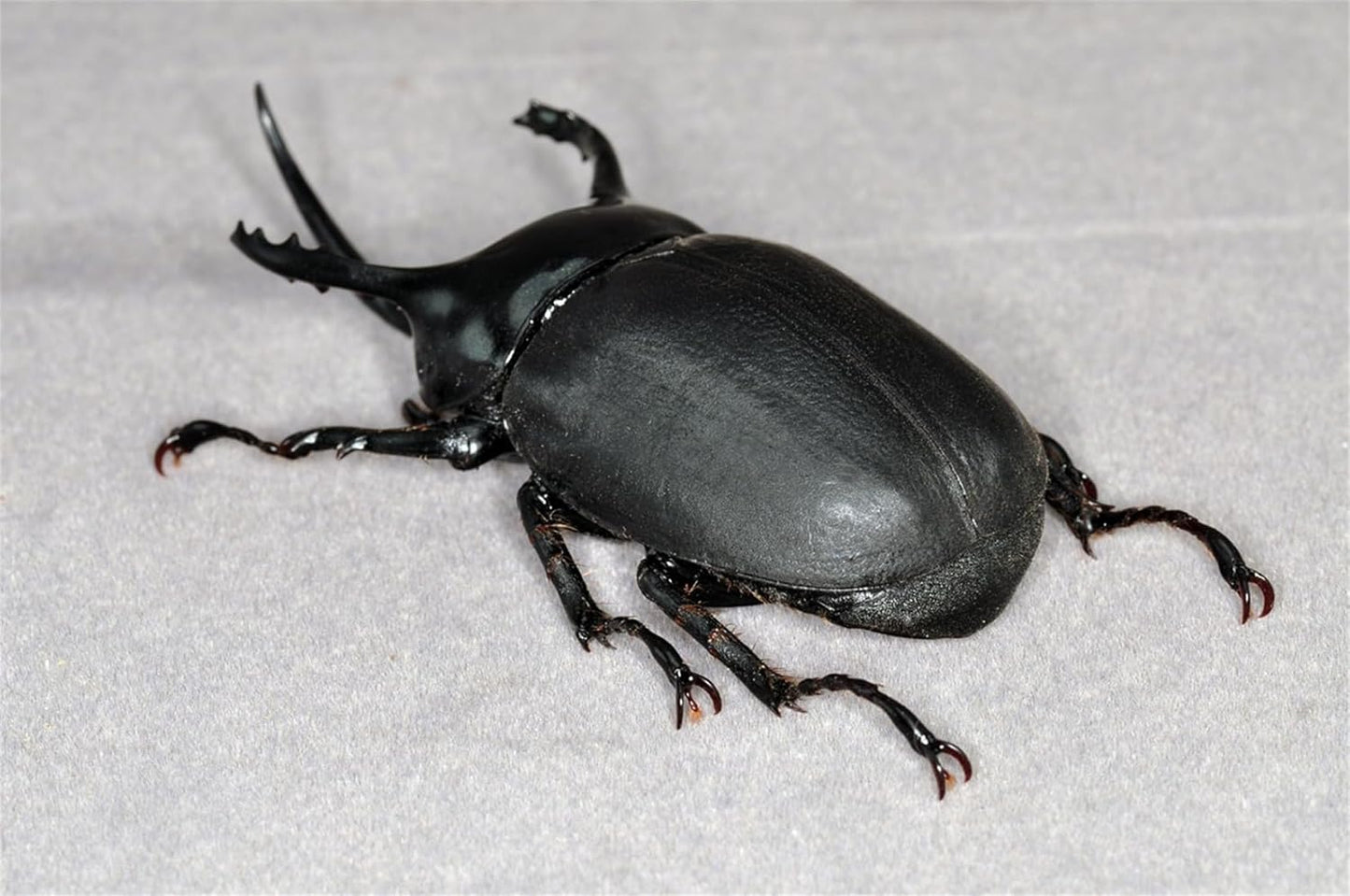 涅槃 パプアサンボンヅノカブ フィギュア 9CM級 冷蔵庫貼り 磁気飾り物 マグネット 樹脂 模型