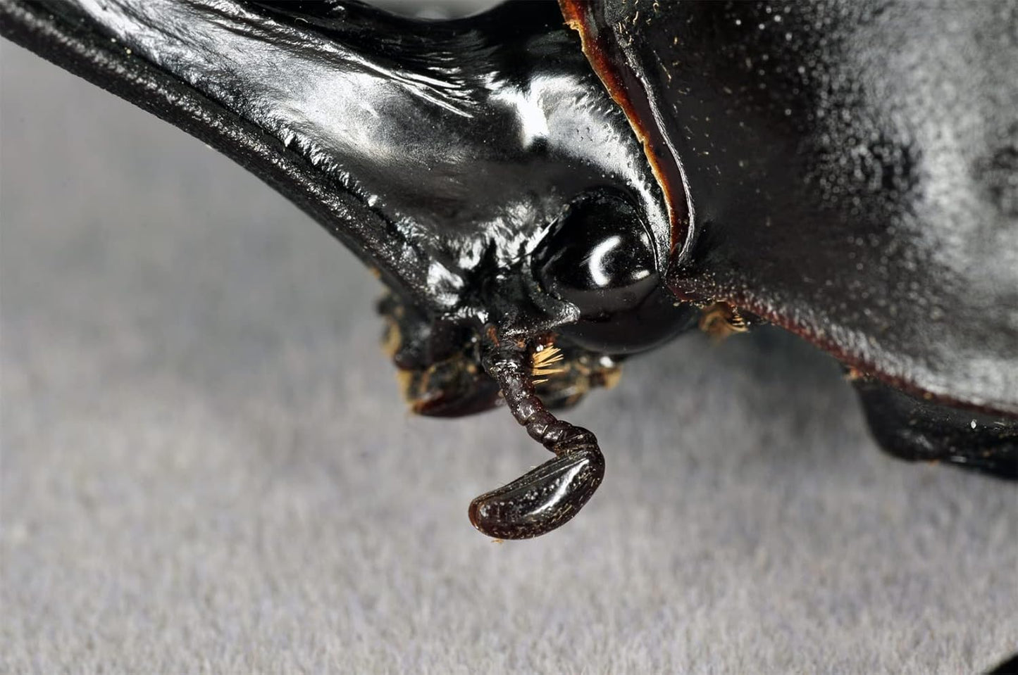 涅槃 カブトムシ フィギュア 冷蔵庫貼り 磁気飾り物 マグネット