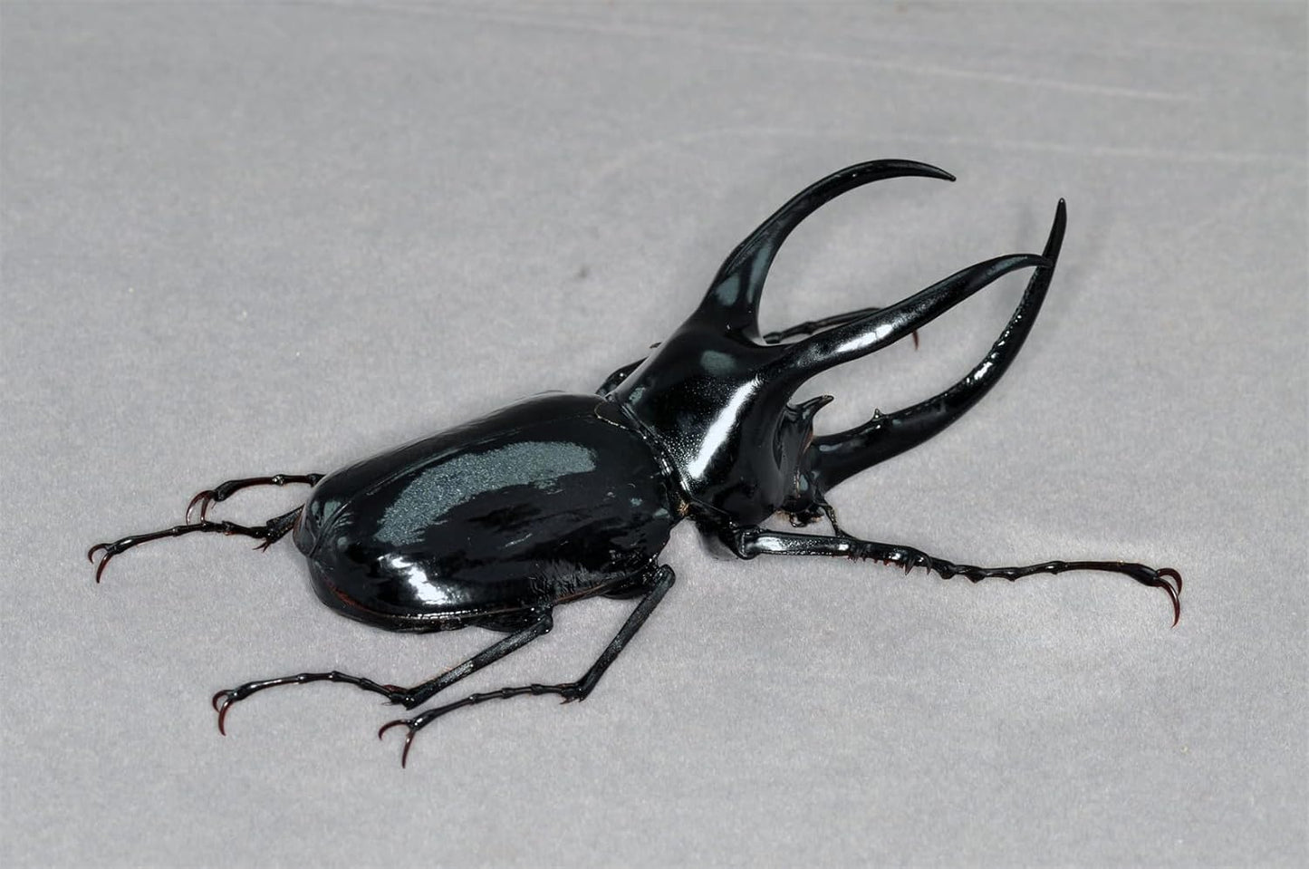 涅槃 モーレンカンプオオカブト フィギュア カブトムシ 冷蔵庫貼り 磁気飾り物 マグネット樹脂 模型