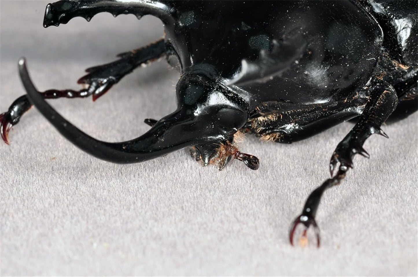 涅槃 パプアサンボンヅノカブ フィギュア 9CM級 冷蔵庫貼り 磁気飾り物 マグネット 樹脂 模型