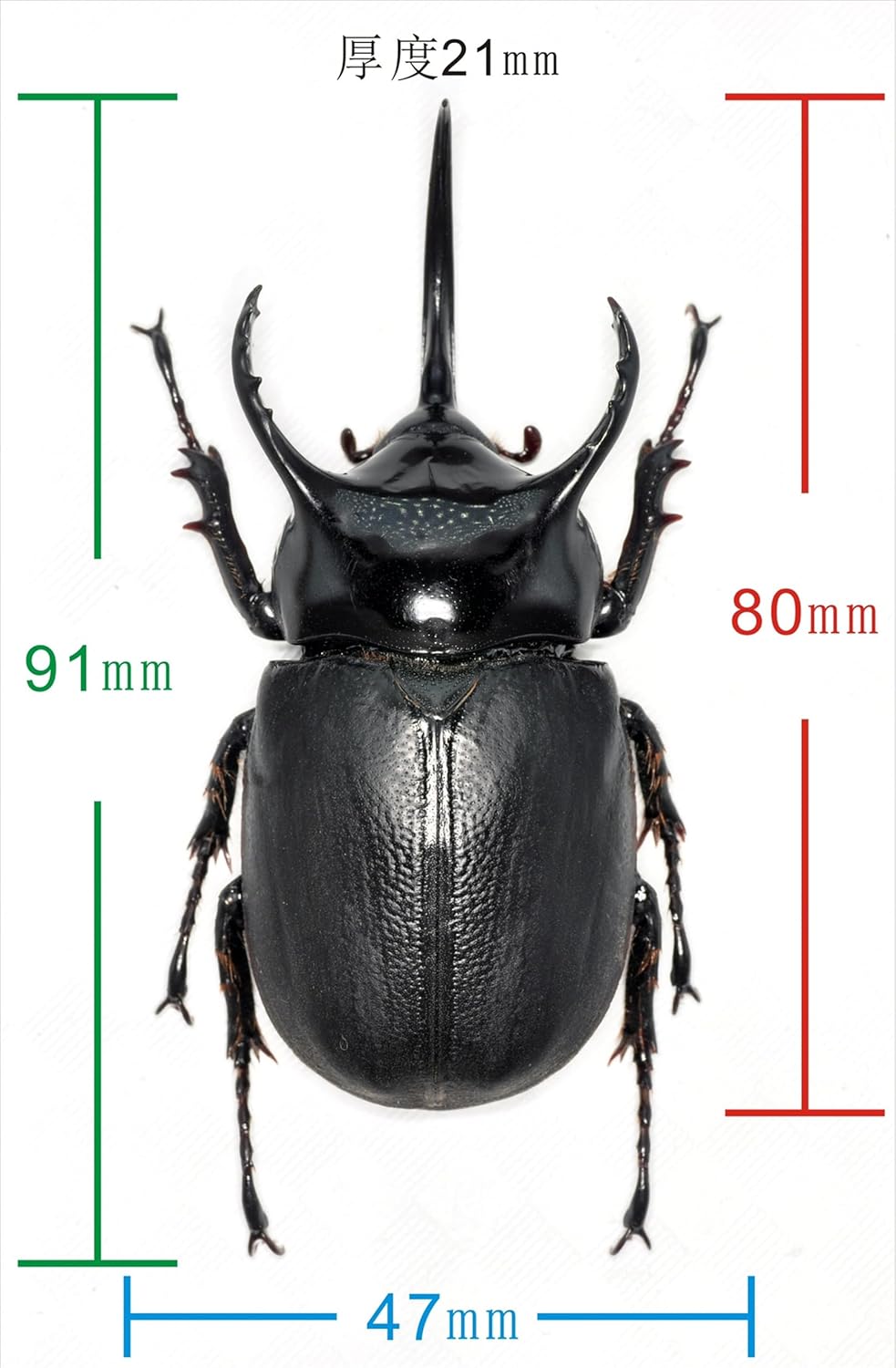 涅槃 パプアサンボンヅノカブ フィギュア 9CM級 冷蔵庫貼り 磁気飾り物 マグネット 樹脂 模型