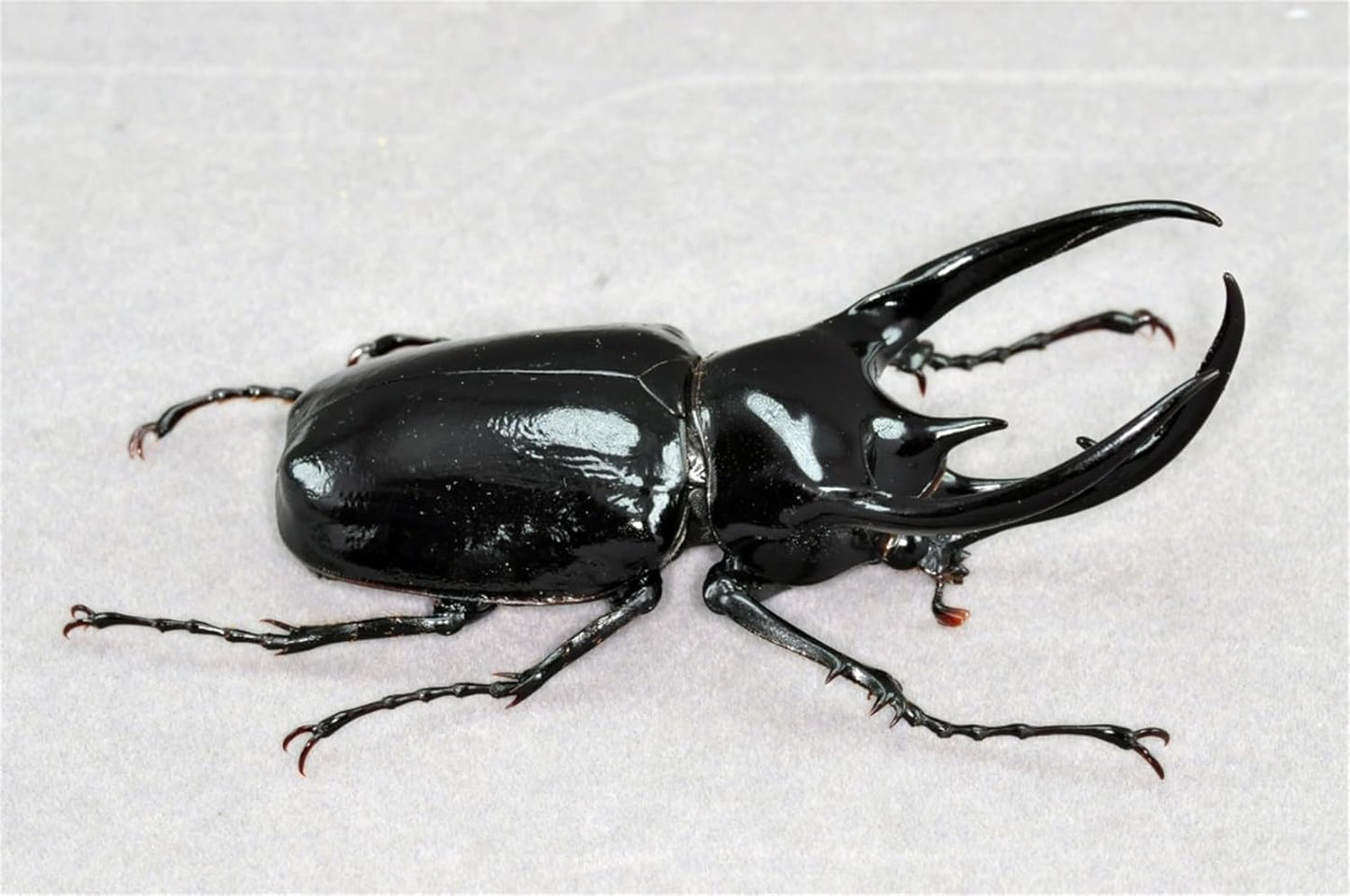 涅槃 1/1 サイズ アトラスオオカブト フィギュア 冷蔵庫貼り 磁気飾り物 マグネット 樹脂 模型