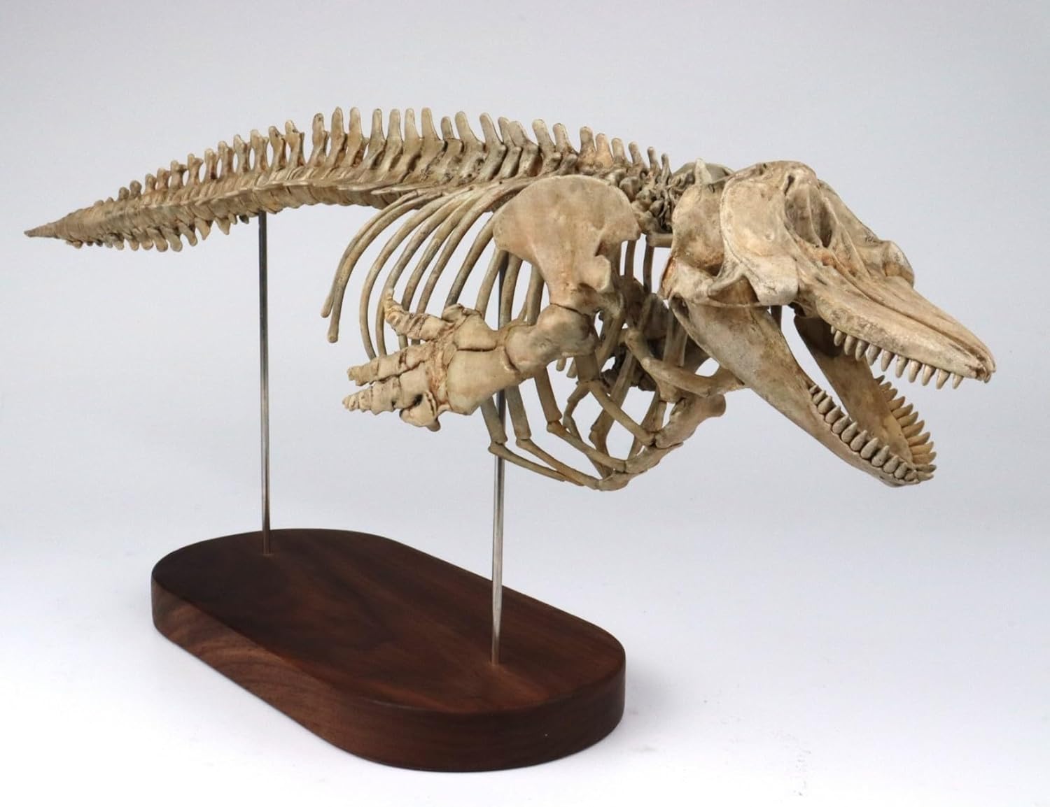 菊石 1/18 サイズ シャチ 骨格 フィギュア 鯨偶蹄目 マイルカ科 動物 台座付き 50cm級 樹脂 模型 リアル 大人のおもちゃ プラモデル おもちゃ