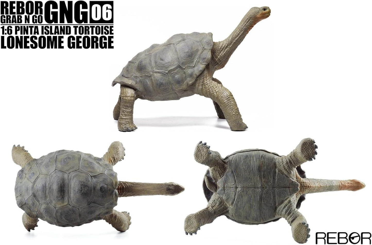 BACALYSO |Rebor GNG06 1/6 サイズ ピンタゾウガメ 30cm級 亀 カメ ロンサム・ジョージ フィギュア ガラパゴスゾウガメ 絶滅動物 模型 置物 インテリア コレクション リアル オリジナル 完成品 オブジェ 贈り物 プレゼント おもちゃ