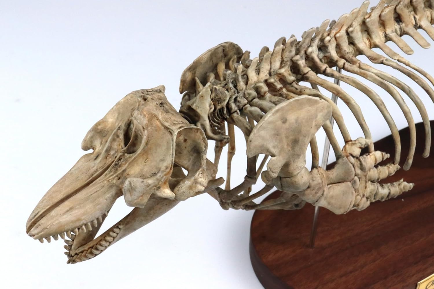 菊石 1/18 サイズ シャチ 骨格 フィギュア 鯨偶蹄目 マイルカ科 動物 台座付き 50cm級 樹脂 模型 リアル 大人のおもちゃ プラモデル おもちゃ