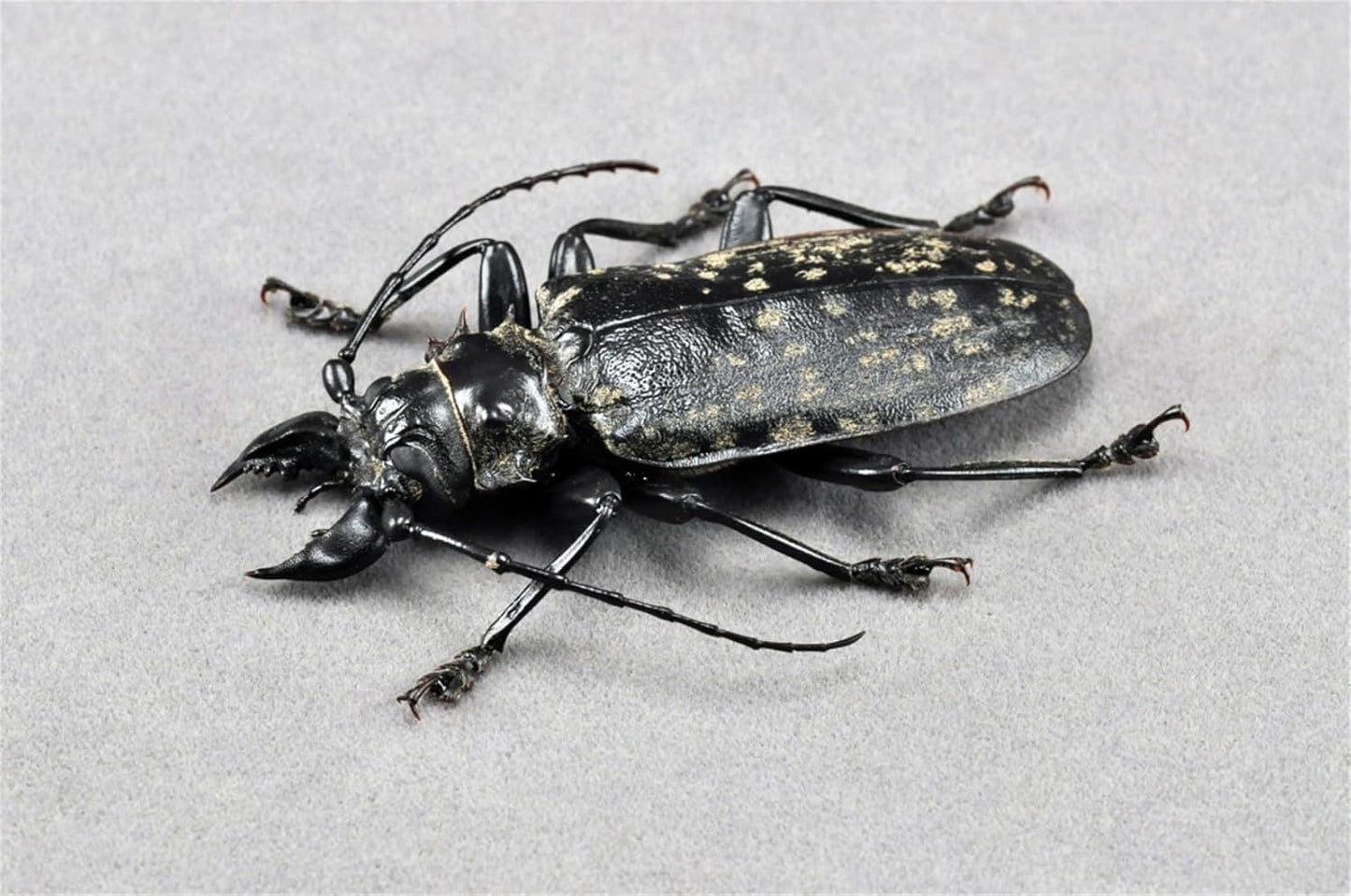 涅槃 1/1 サイズ シモフリオオウスバカミキリ フィギュア カミキリ 冷蔵庫貼り 磁気飾り物 マグネット 樹脂 模型