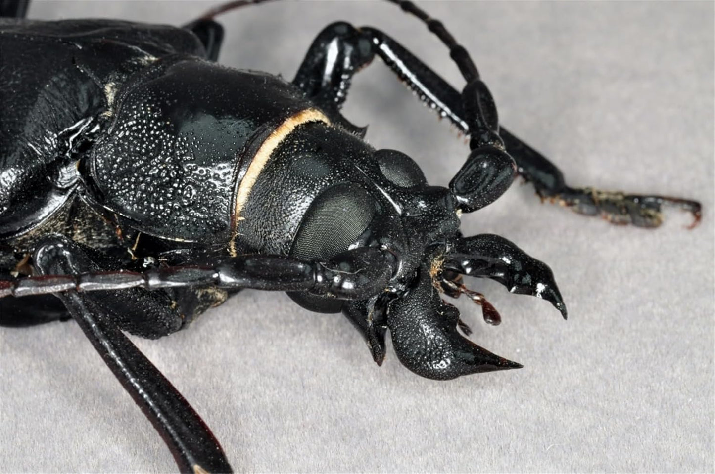 涅槃 タイタンオオウスバカミキリ フィギュア 12CM級 冷蔵庫貼り 磁気飾り物 マグネット 樹脂 模型