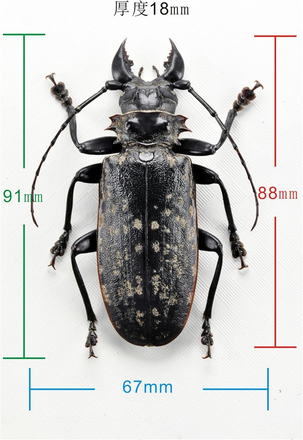 涅槃 1/1 サイズ シモフリオオウスバカミキリ フィギュア カミキリ 冷蔵庫貼り 磁気飾り物 マグネット 樹脂 模型