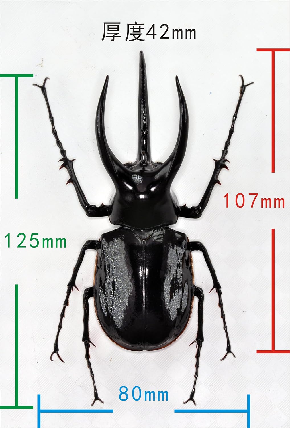 涅槃 モーレンカンプオオカブト フィギュア カブトムシ 冷蔵庫貼り 磁気飾り物 マグネット樹脂 模型