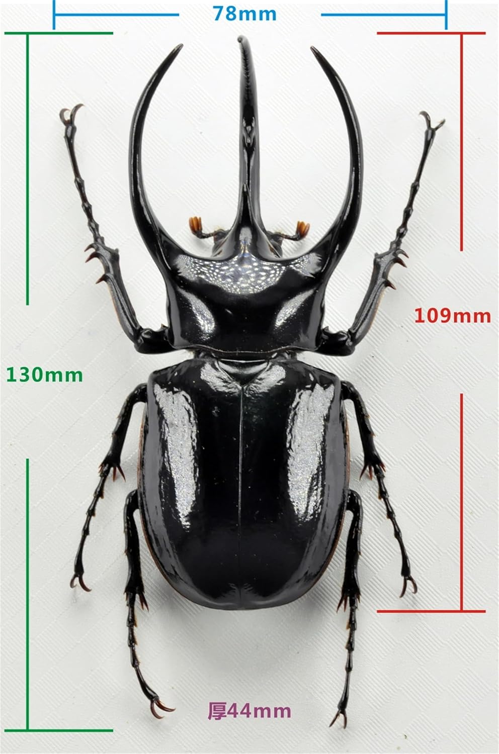 涅槃 1/1 サイズ アトラスオオカブト フィギュア 冷蔵庫貼り 磁気飾り物 マグネット 樹脂 模型