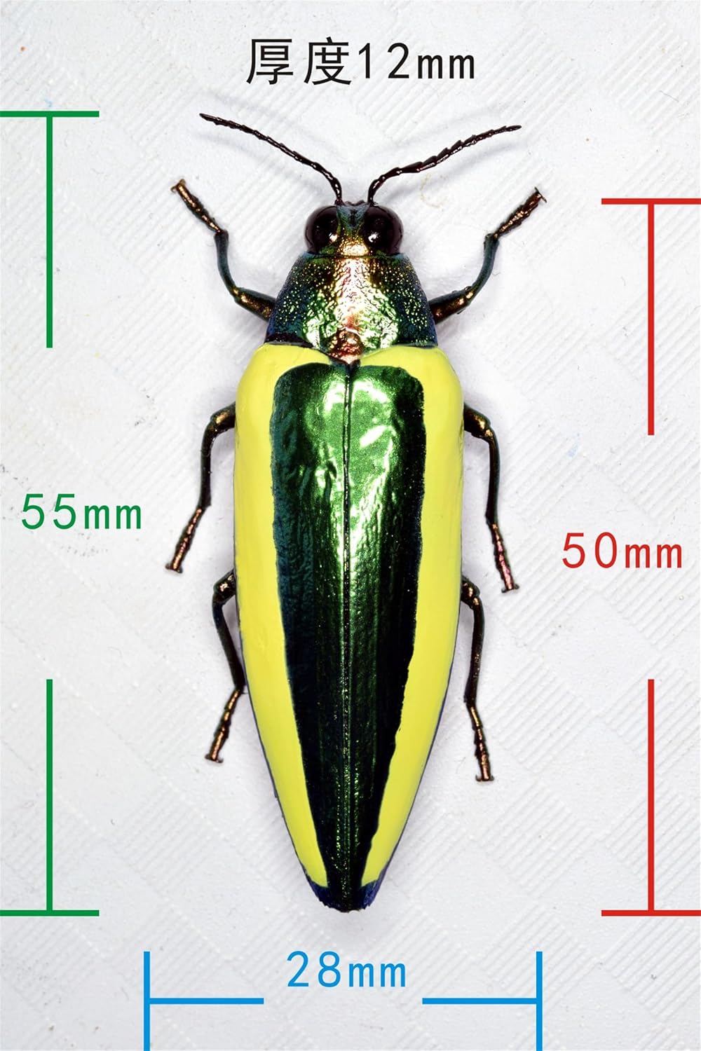 涅槃 キベリルリタマムシ フィギュア 甲虫目 冷蔵庫貼り 磁気飾り物 マグネット リアル 成虫 図鑑 昆虫 甲虫 樹脂 大人安心 プラモ おもちゃ 模型 完成品