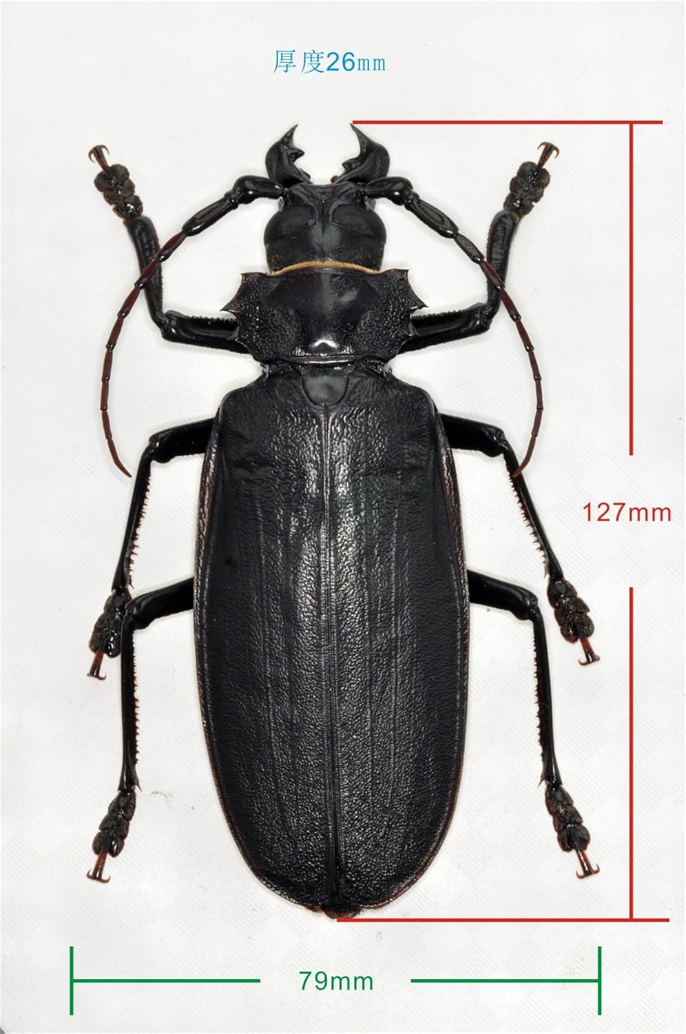 涅槃 タイタンオオウスバカミキリ フィギュア 12CM級 冷蔵庫貼り 磁気飾り物 マグネット 樹脂 模型