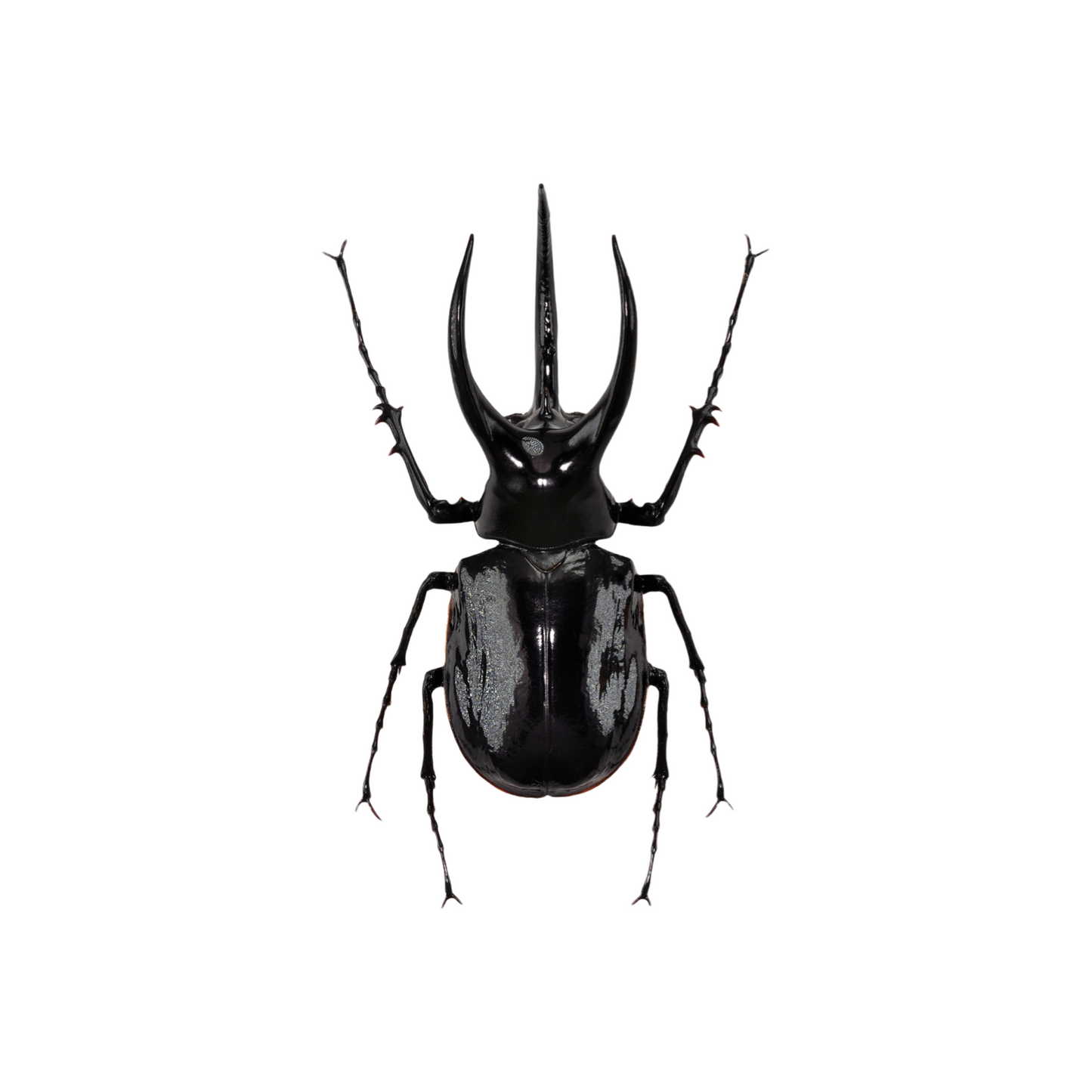 涅槃 モーレンカンプオオカブト フィギュア カブトムシ 冷蔵庫貼り 磁気飾り物 マグネット樹脂 模型