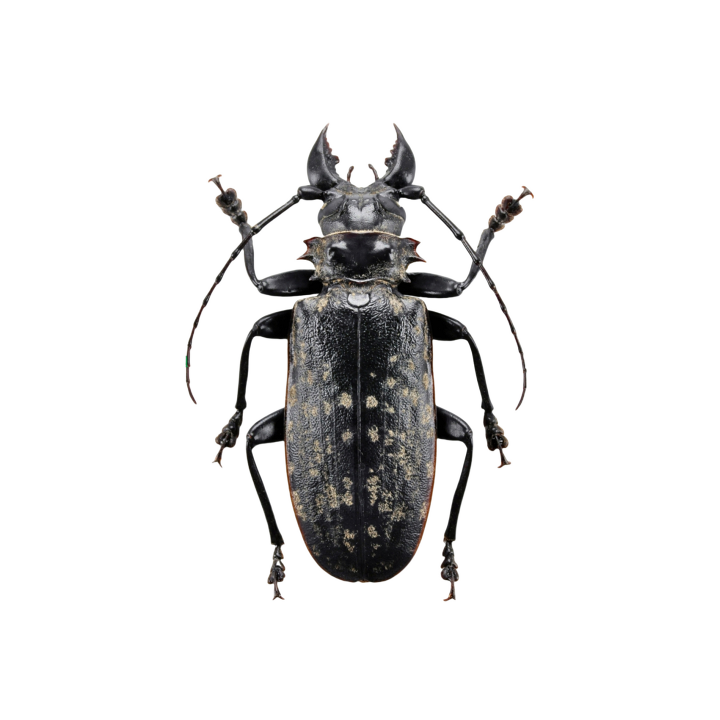 涅槃 1/1 サイズ シモフリオオウスバカミキリ フィギュア カミキリ 冷蔵庫貼り 磁気飾り物 マグネット 樹脂 模型