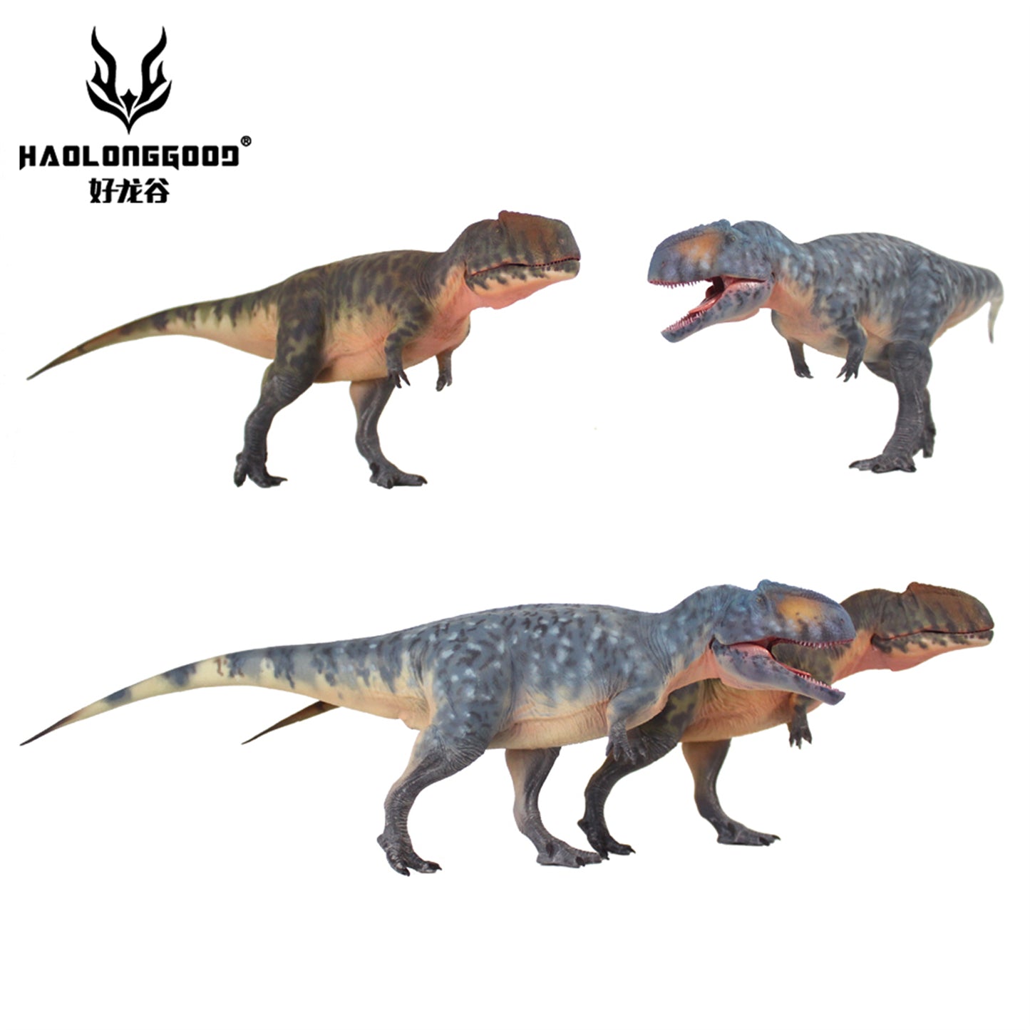 HAOLONGGOOD 1/35 サイズ ギガノトサウルス 35cm級 PVC CE認証 塗装済 獣脚類 カルカロドントサウルス科 恐竜 フィギュア リアル 模型 プラモデル おもちゃ