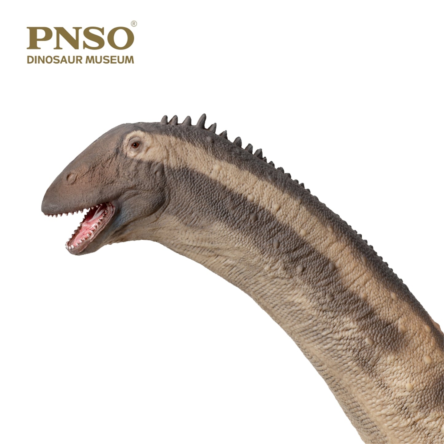 PNSO ホンコンサウルス フィギュア 竜脚類 30.4cm級 恐竜 PVC おもちゃ 模型